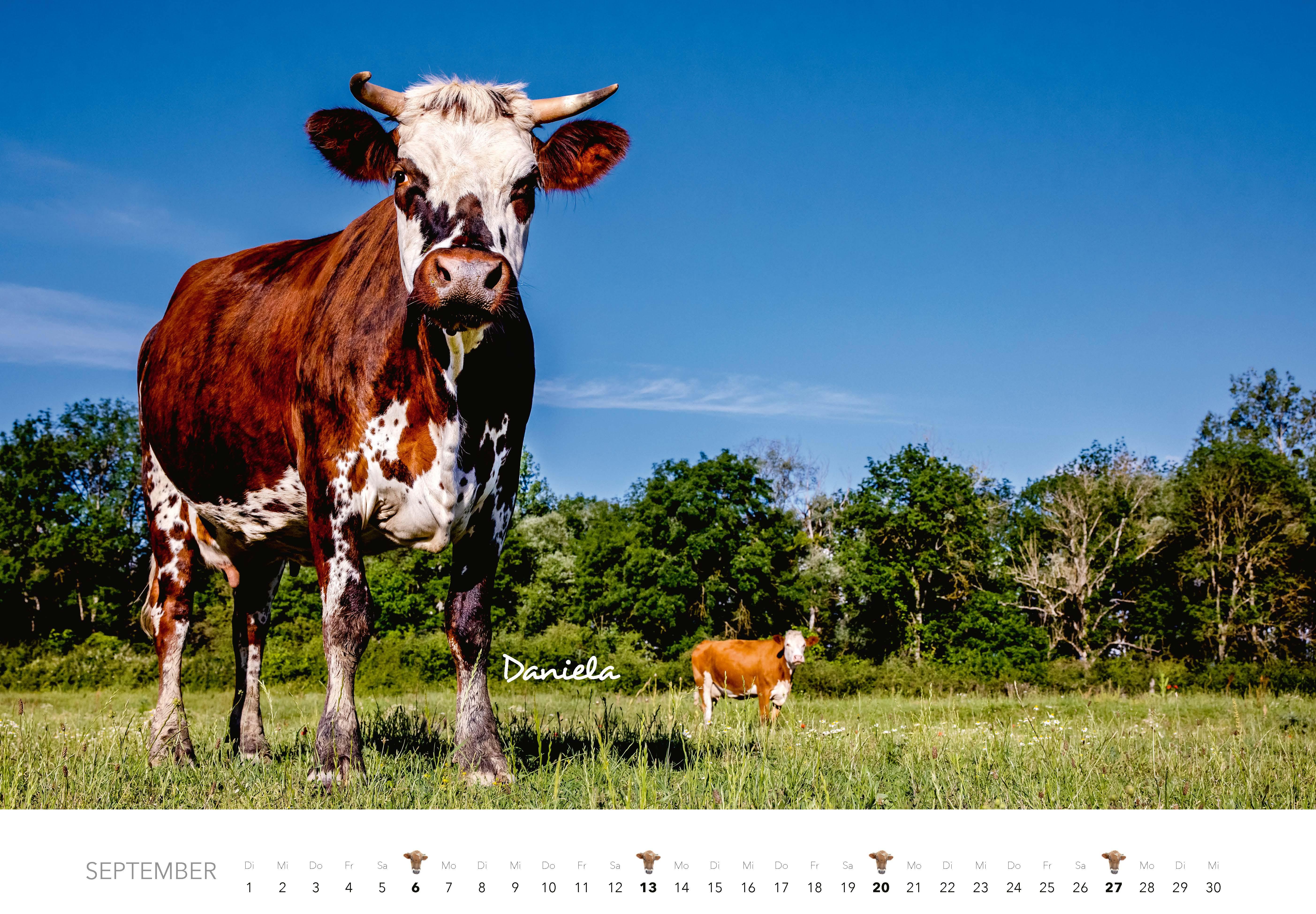 Beispielinhalt (Bild) Kühe Kalender 2026 Wandkalender