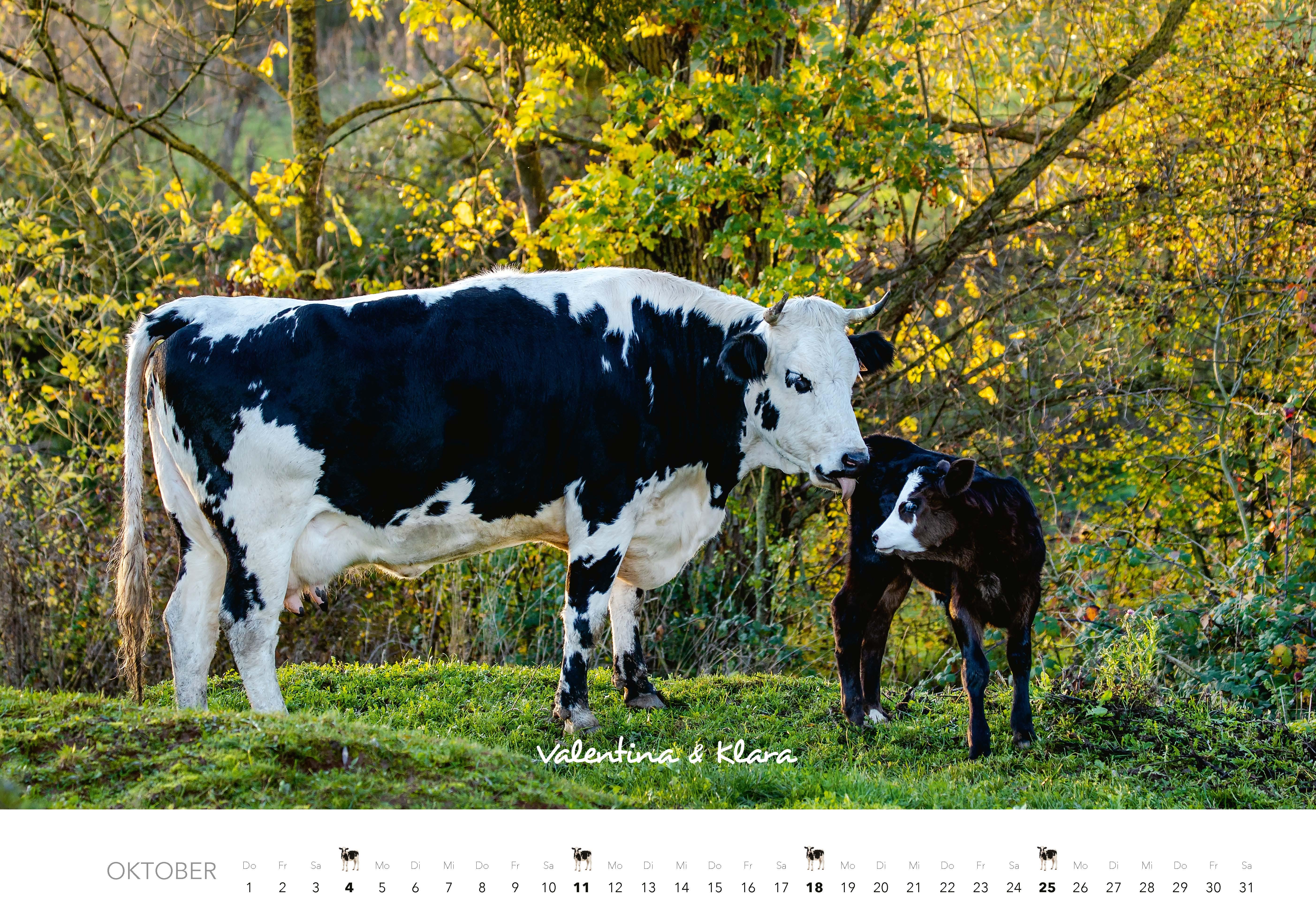 Beispielinhalt (Bild) Kühe Kalender 2026 Wandkalender