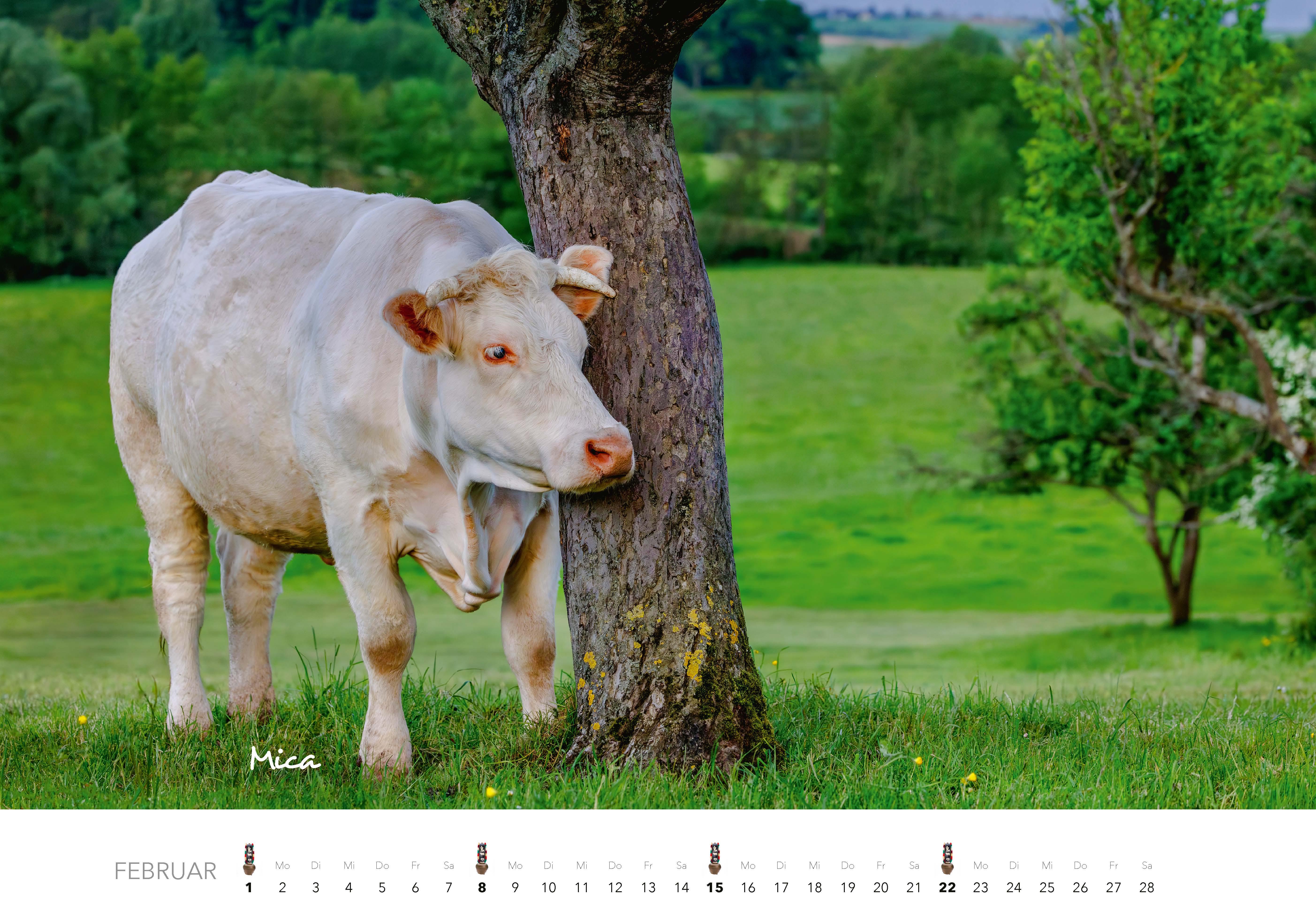 Beispielinhalt (Bild) Kühe Kalender 2026 Wandkalender