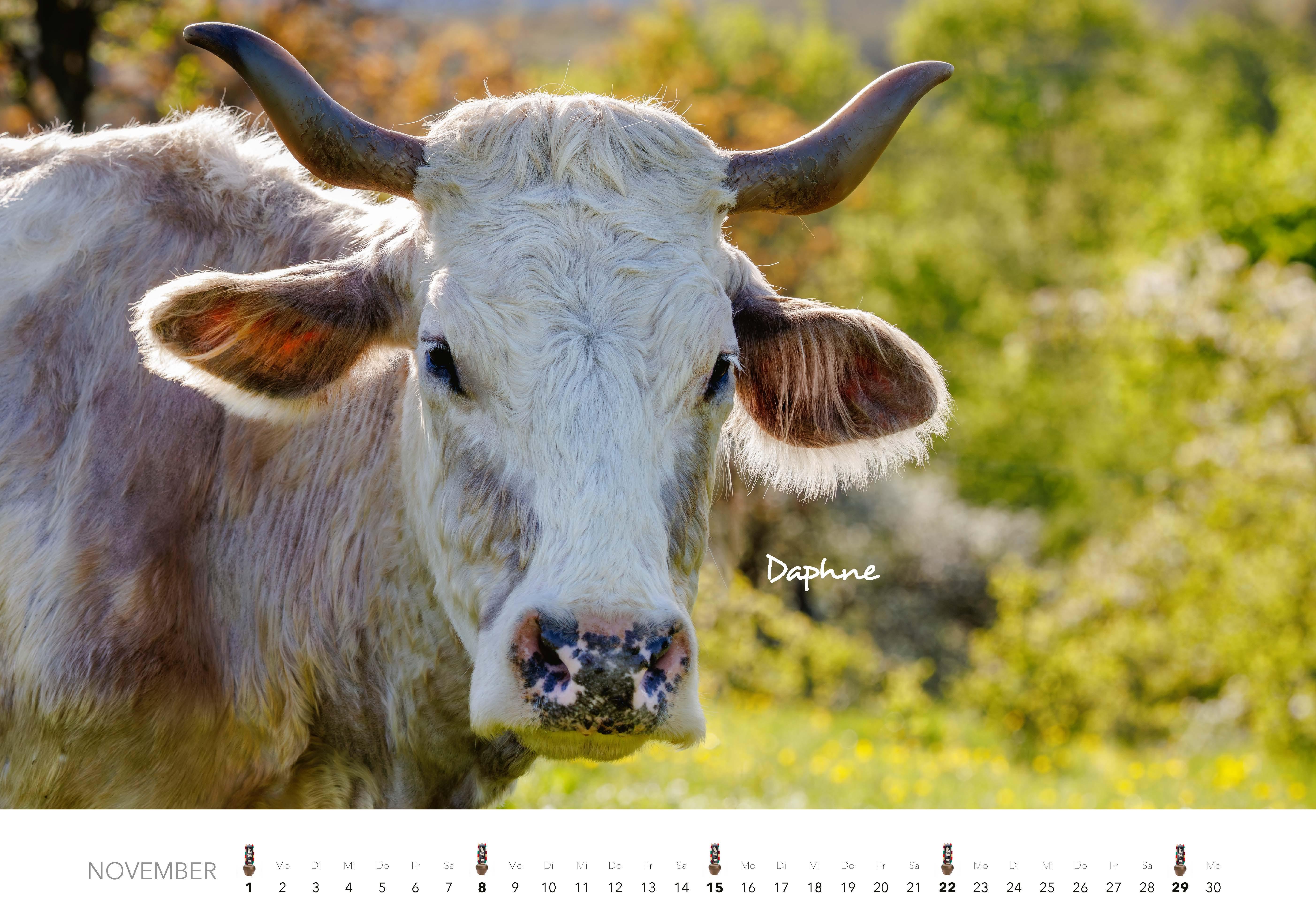 Beispielinhalt (Bild) Kühe Kalender 2026 Wandkalender