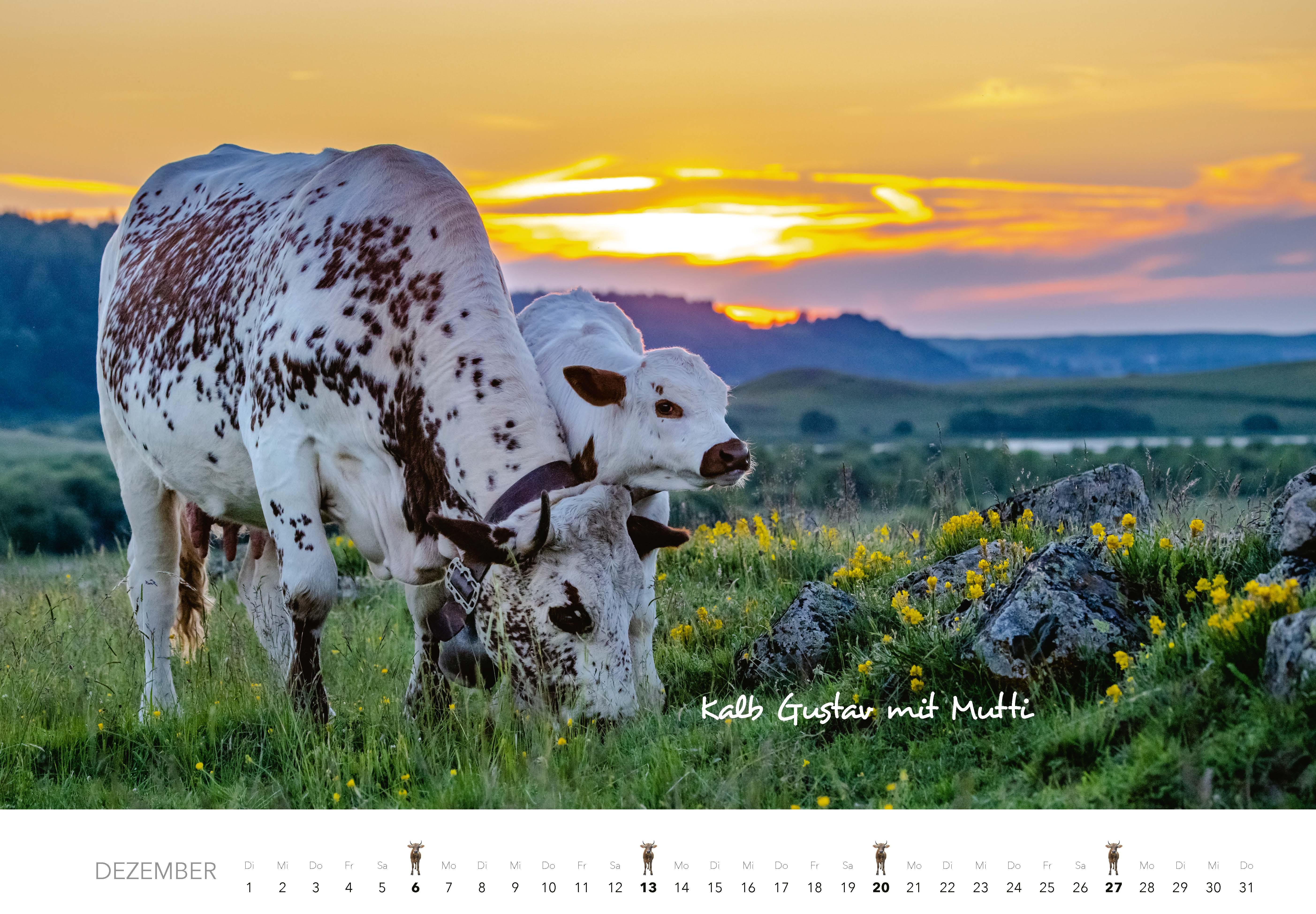 Beispielinhalt (Bild) Kühe Kalender 2026 Wandkalender