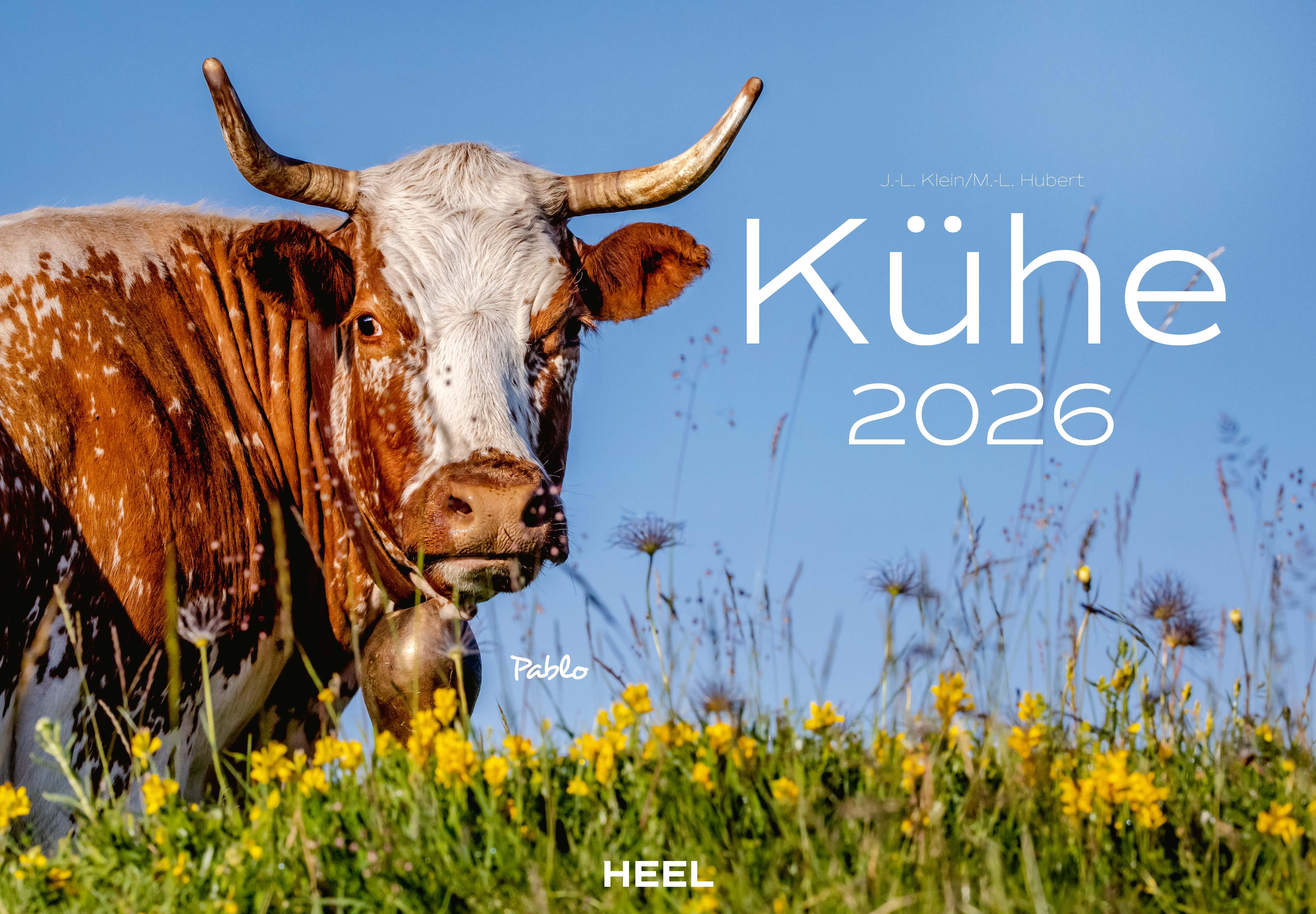 Vorderes Coverbild Kühe Kalender 2026 Wandkalender