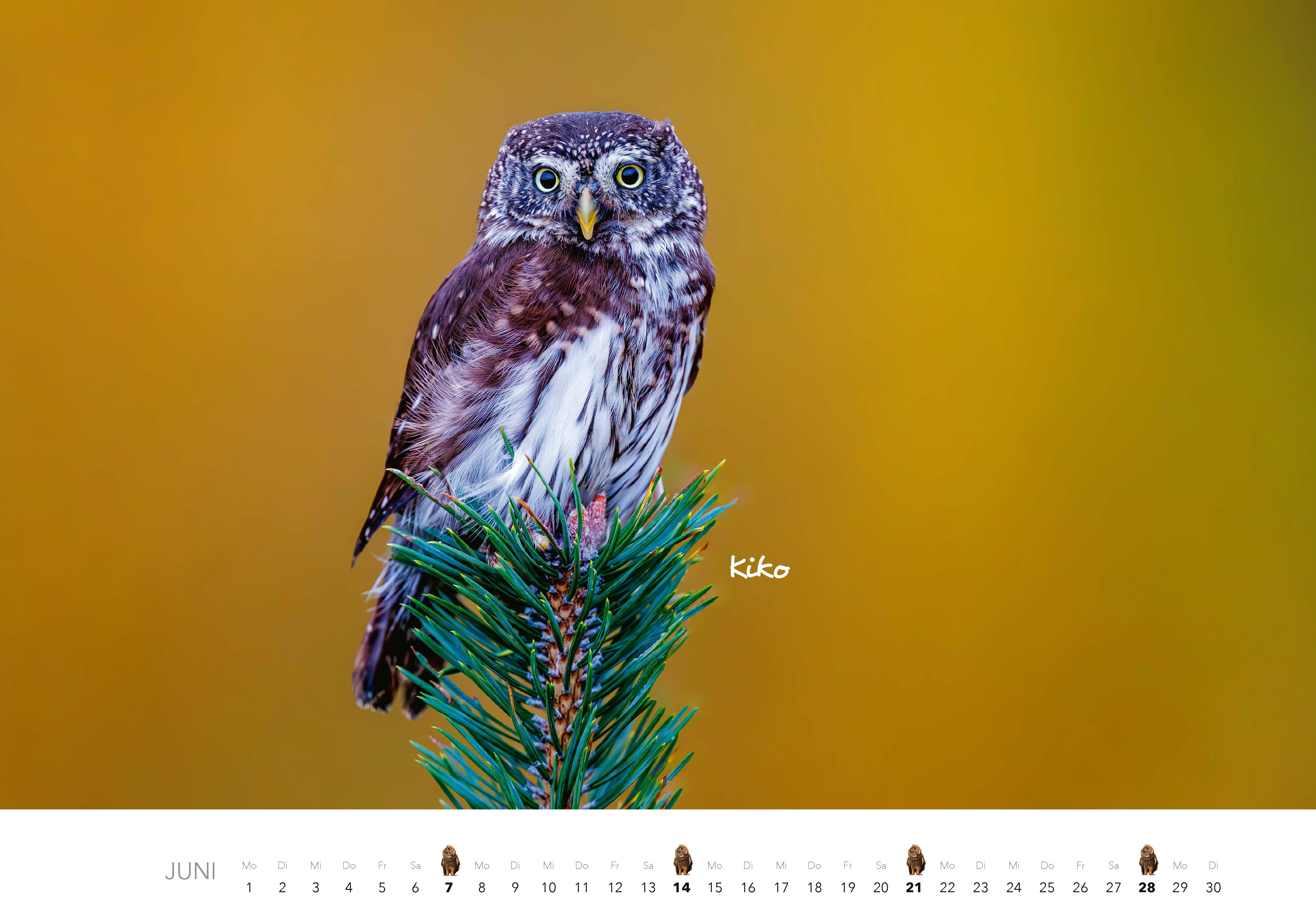 Beispielinhalt (Bild) Eulen Kalender 2026