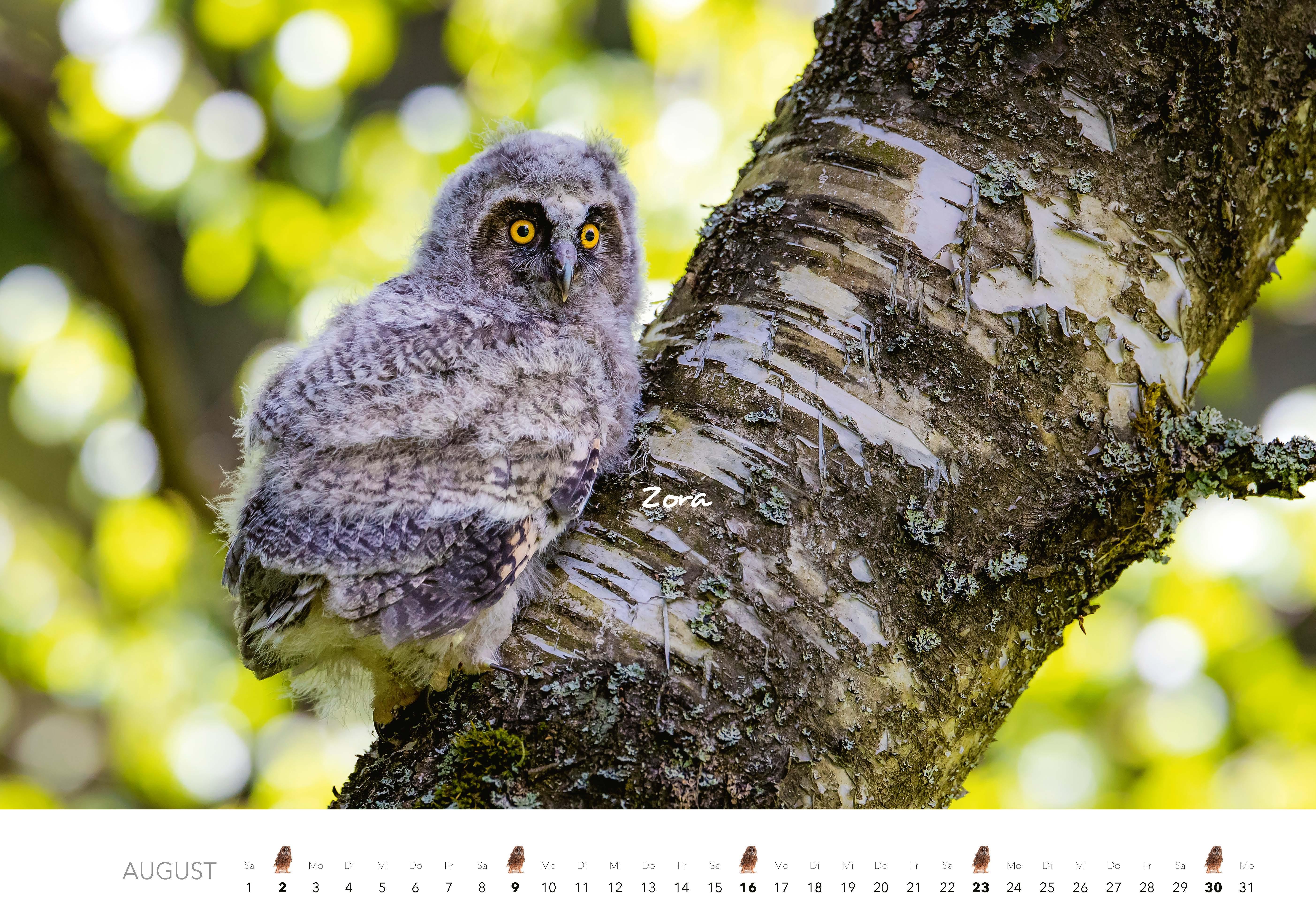 Beispielinhalt (Bild) Eulen Kalender 2026