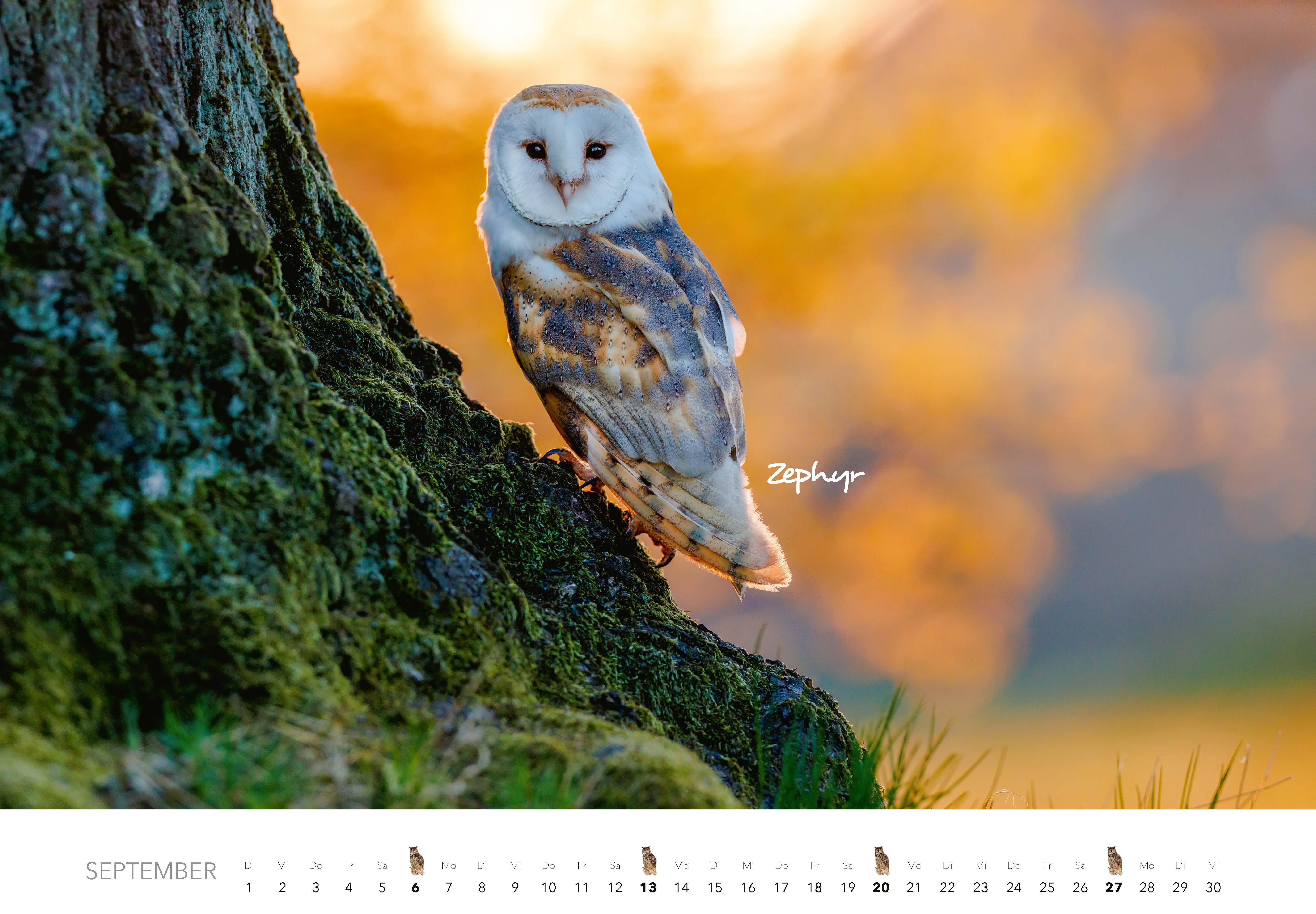 Beispielinhalt (Bild) Eulen Kalender 2026