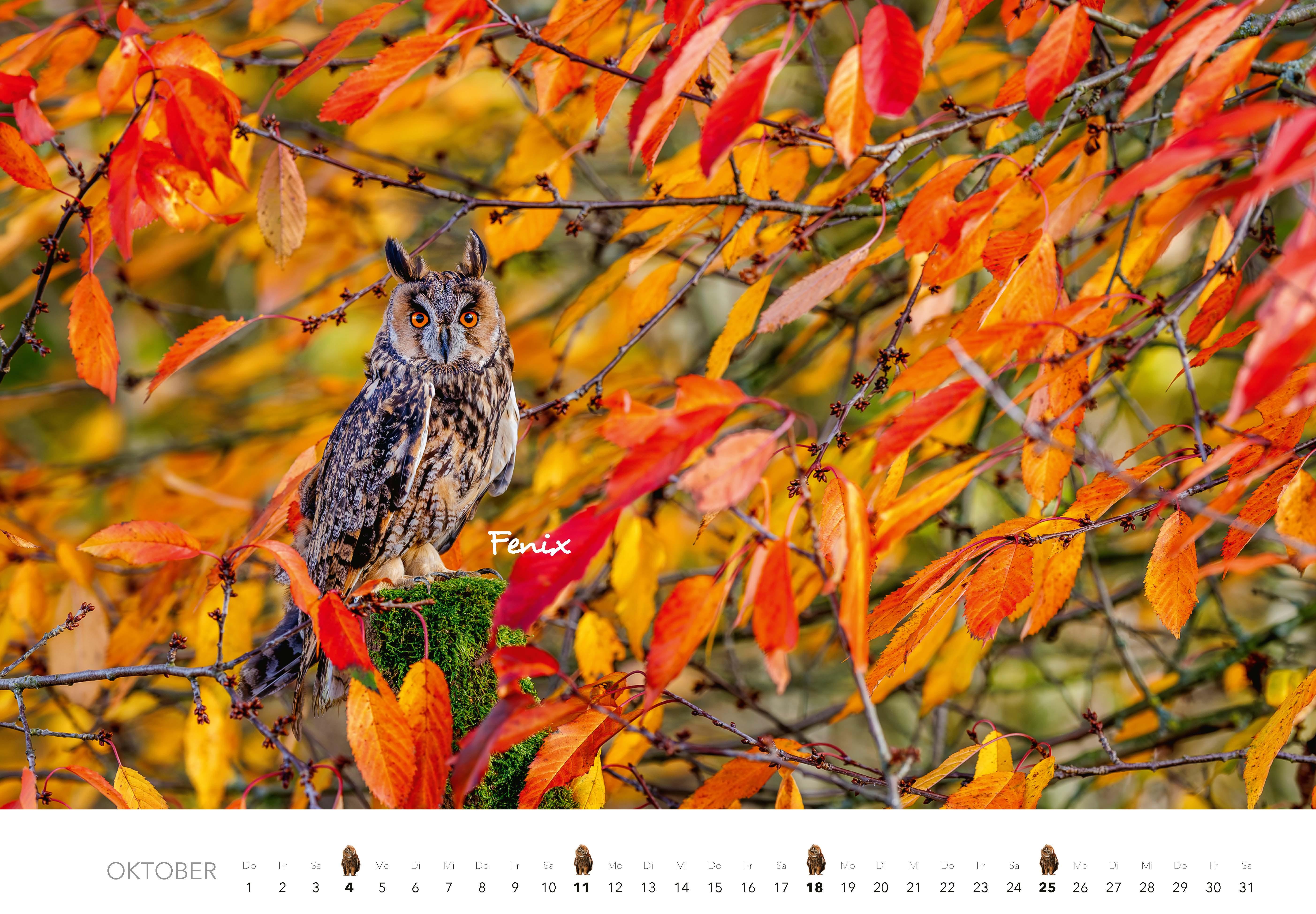 Beispielinhalt (Bild) Eulen Kalender 2026