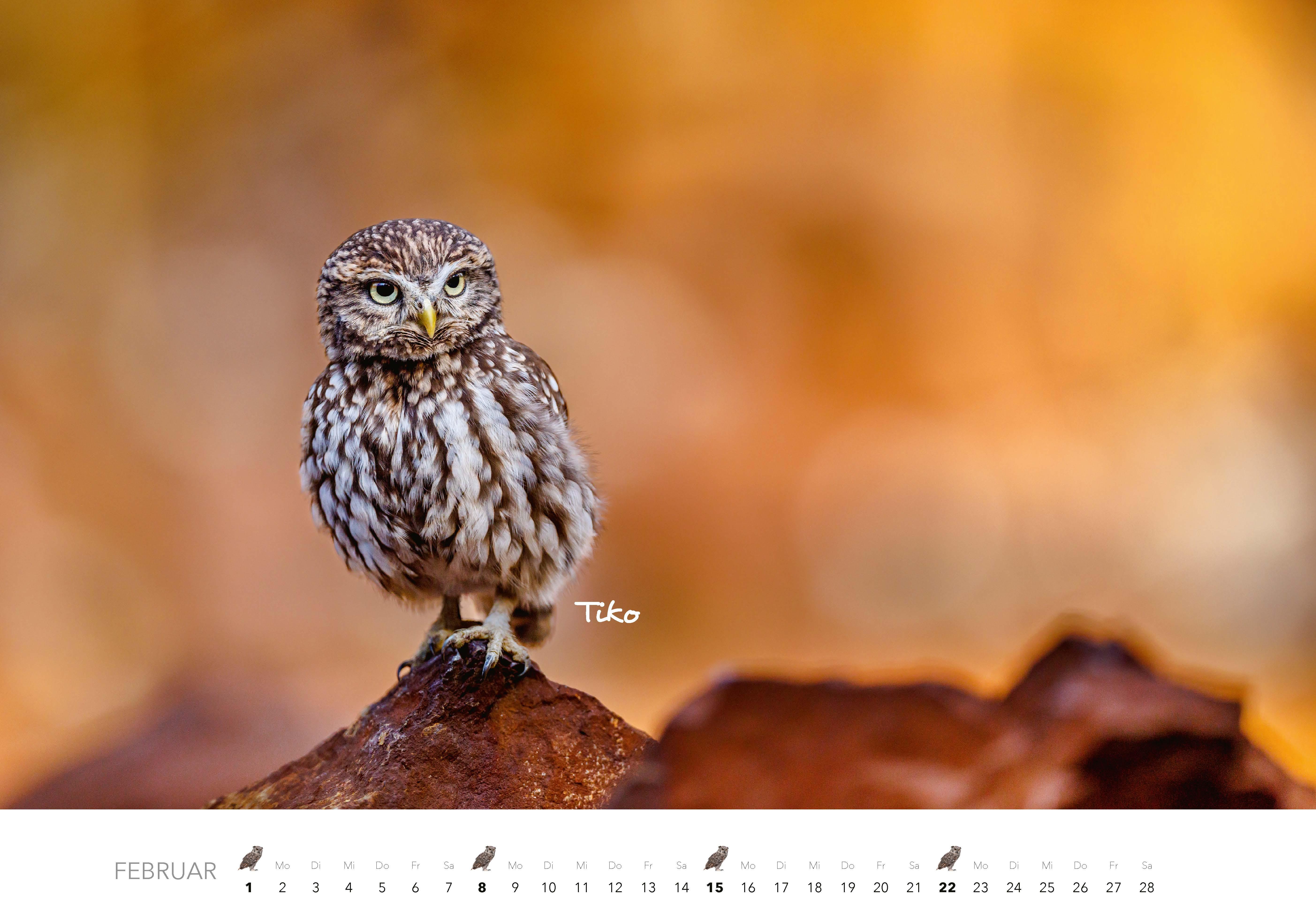 Beispielinhalt (Bild) Eulen Kalender 2026