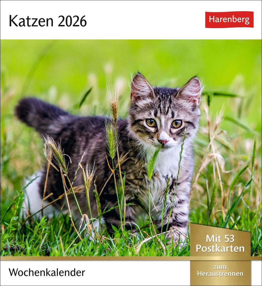 Vorderes Coverbild Katzen Postkartenkalender 2026 - Wochenkalender mit 53 Postkarten