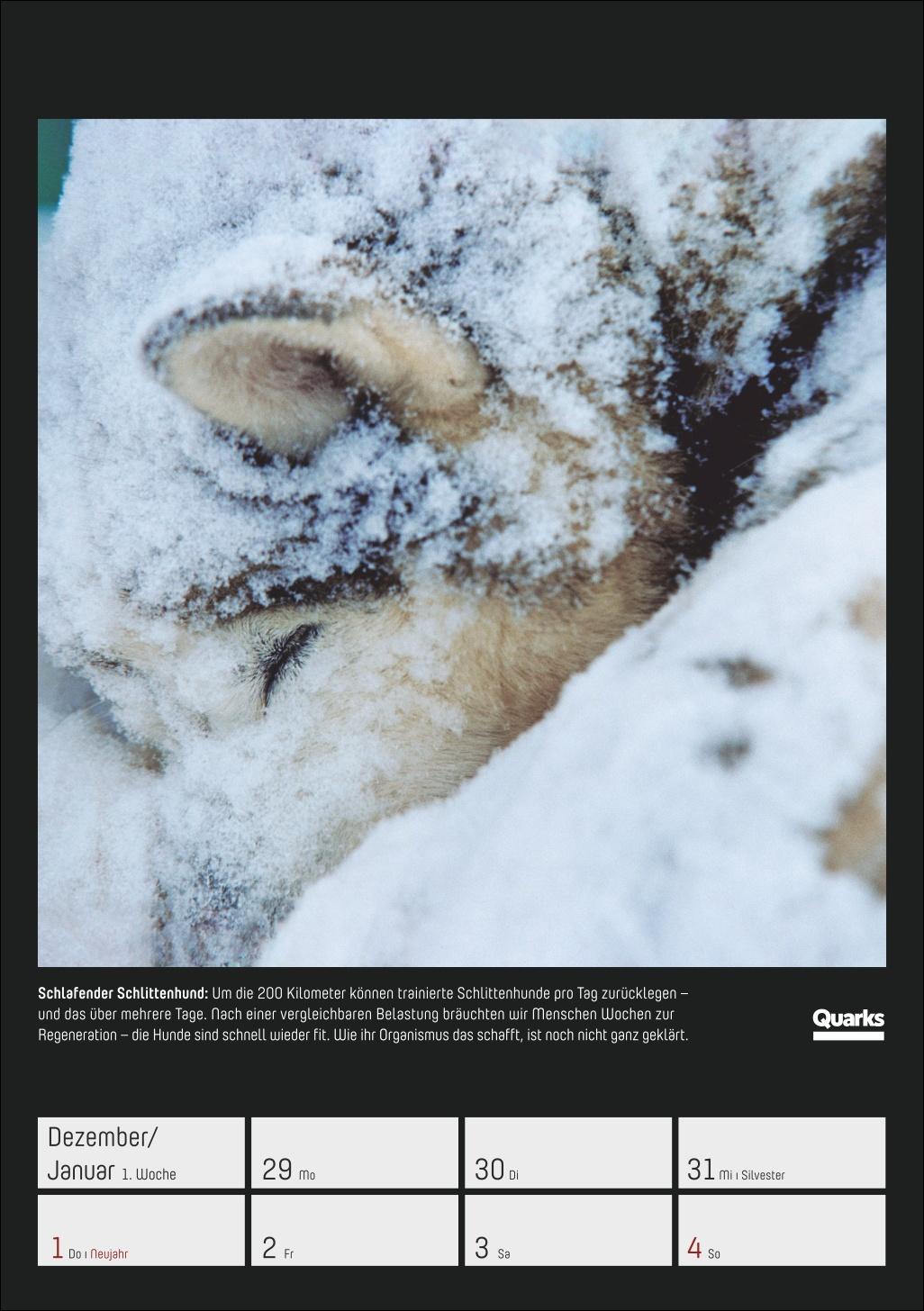 Beispielinhalt (Bild) Quarks. Die Welt, wie du sie noch nie gesehen hast Wochenplaner 2026