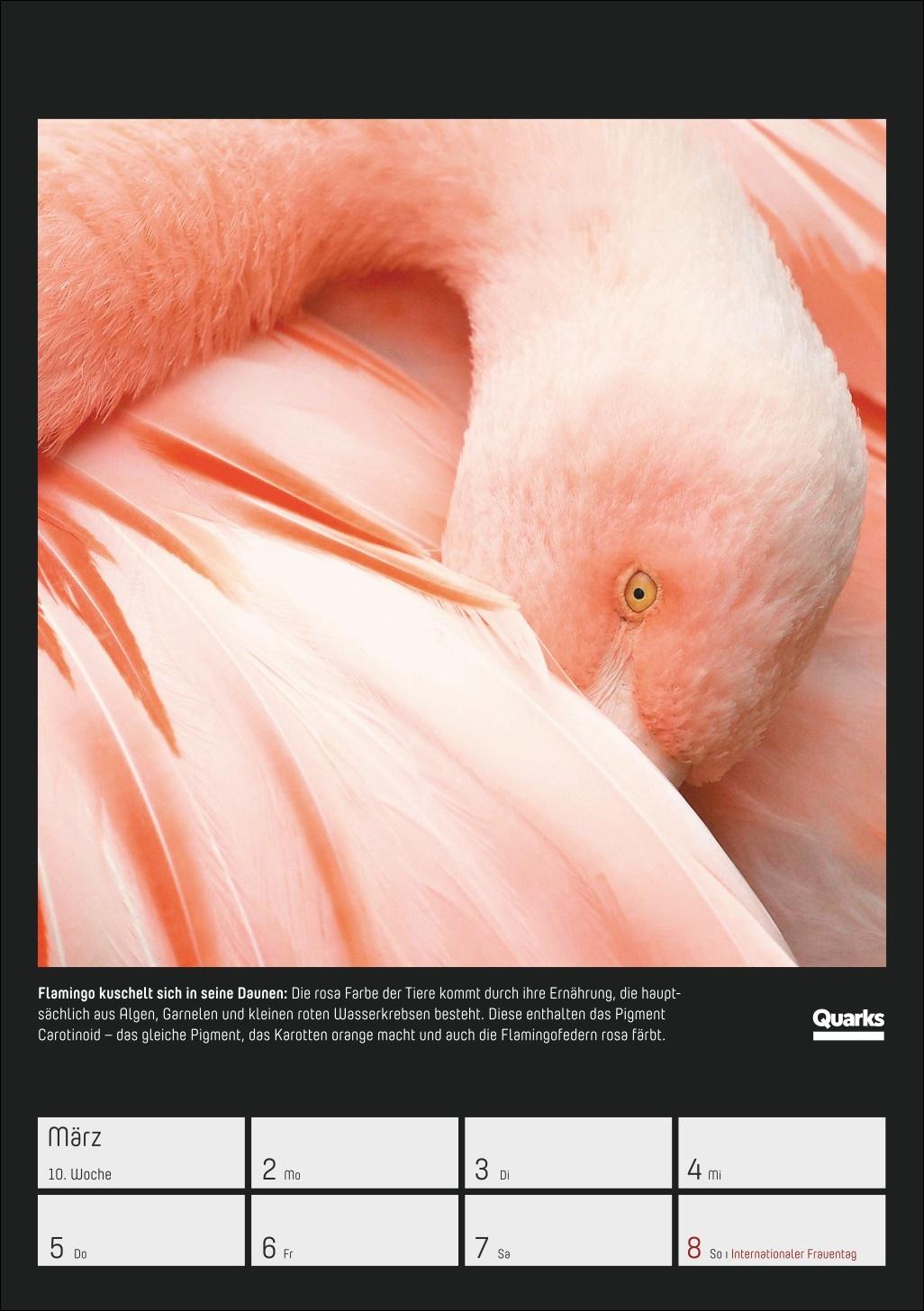 Beispielinhalt (Bild) Quarks. Die Welt, wie du sie noch nie gesehen hast Wochenplaner 2026