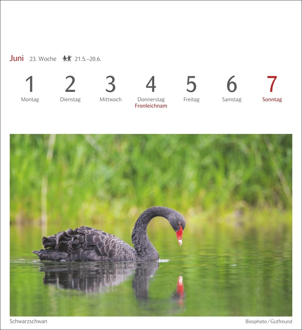 Beispielinhalt (Bild) Heimische Vögel Postkartenkalender 2026 - Wochenkalender mit 53 Postkarten