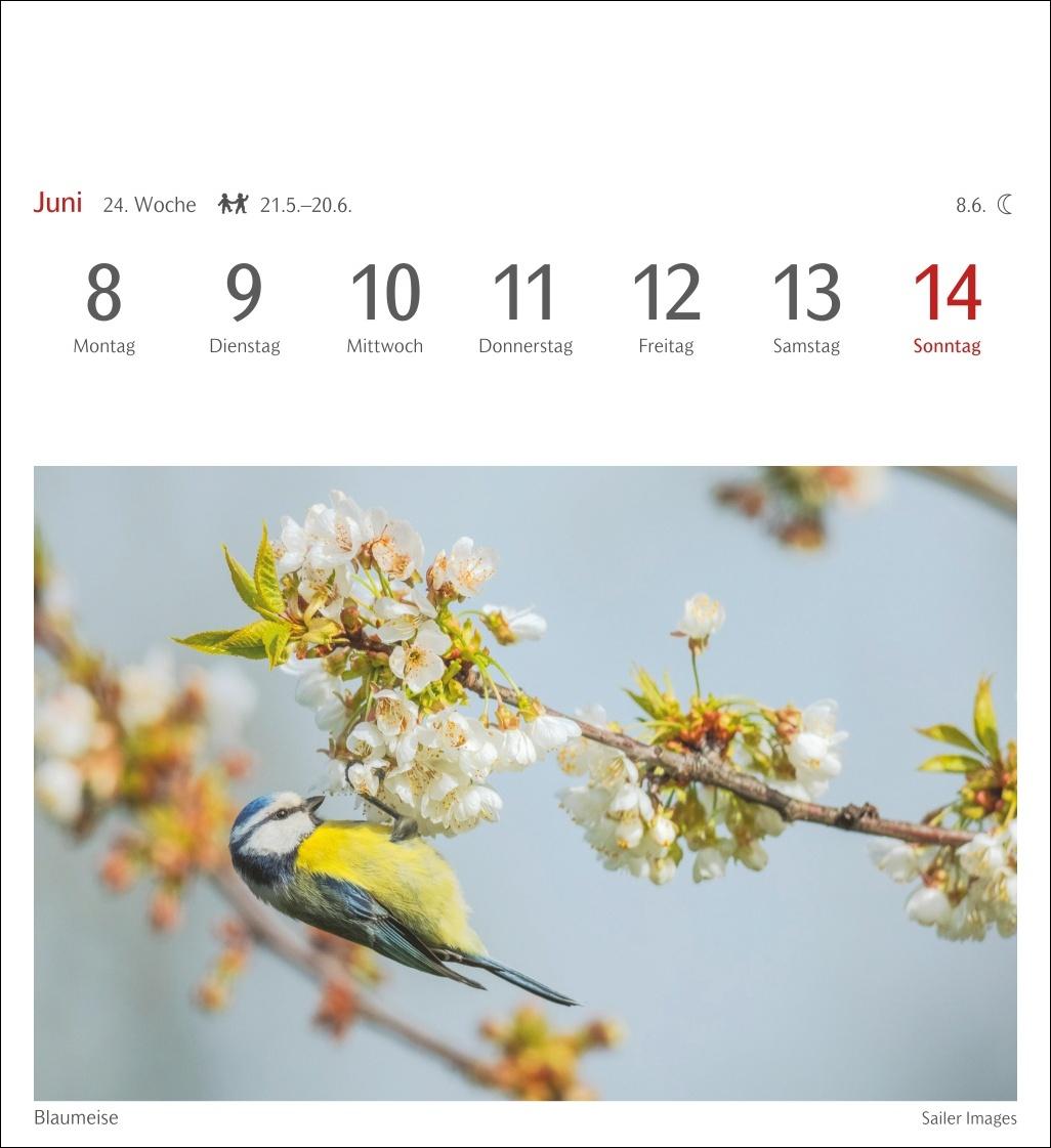 Beispielinhalt (Bild) Heimische Vögel Postkartenkalender 2026 - Wochenkalender mit 53 Postkarten