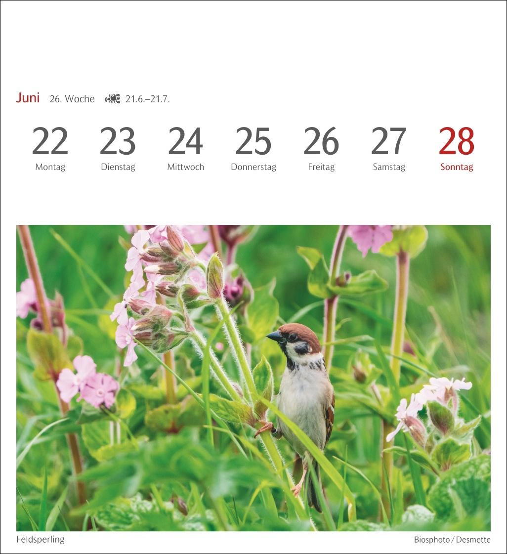 Beispielinhalt (Bild) Heimische Vögel Postkartenkalender 2026 - Wochenkalender mit 53 Postkarten