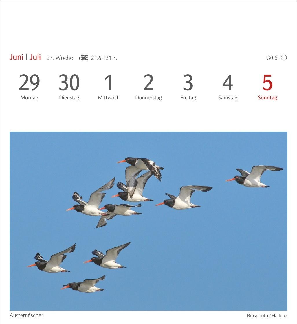 Beispielinhalt (Bild) Heimische Vögel Postkartenkalender 2026 - Wochenkalender mit 53 Postkarten