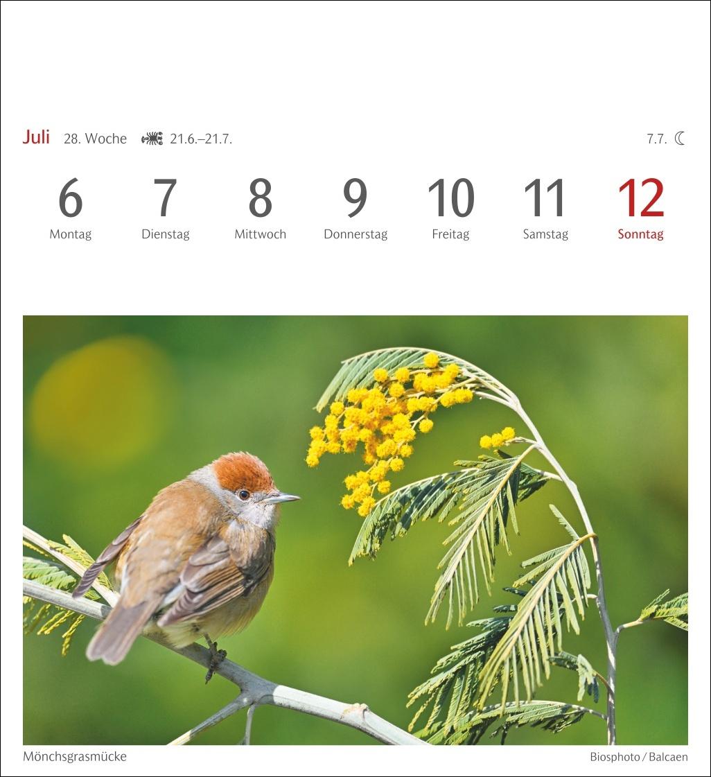 Beispielinhalt (Bild) Heimische Vögel Postkartenkalender 2026 - Wochenkalender mit 53 Postkarten