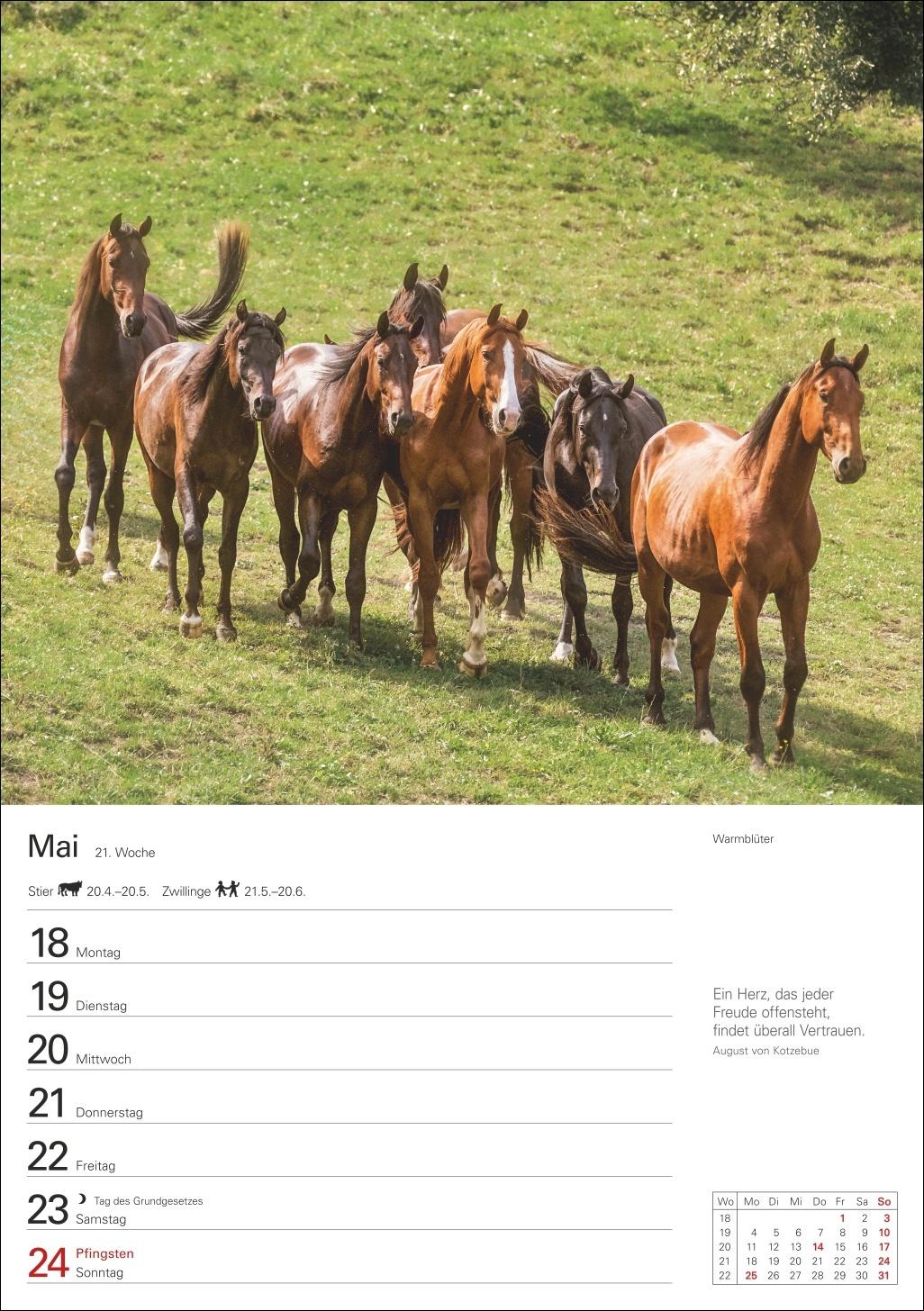 Beispielinhalt (Bild) Pferde Wochenplaner 2026 - 53 faszinierende Fotografien