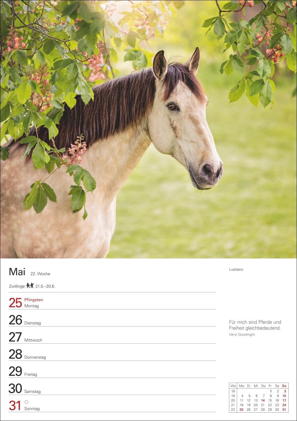 Beispielinhalt (Bild) Pferde Wochenplaner 2026 - 53 faszinierende Fotografien