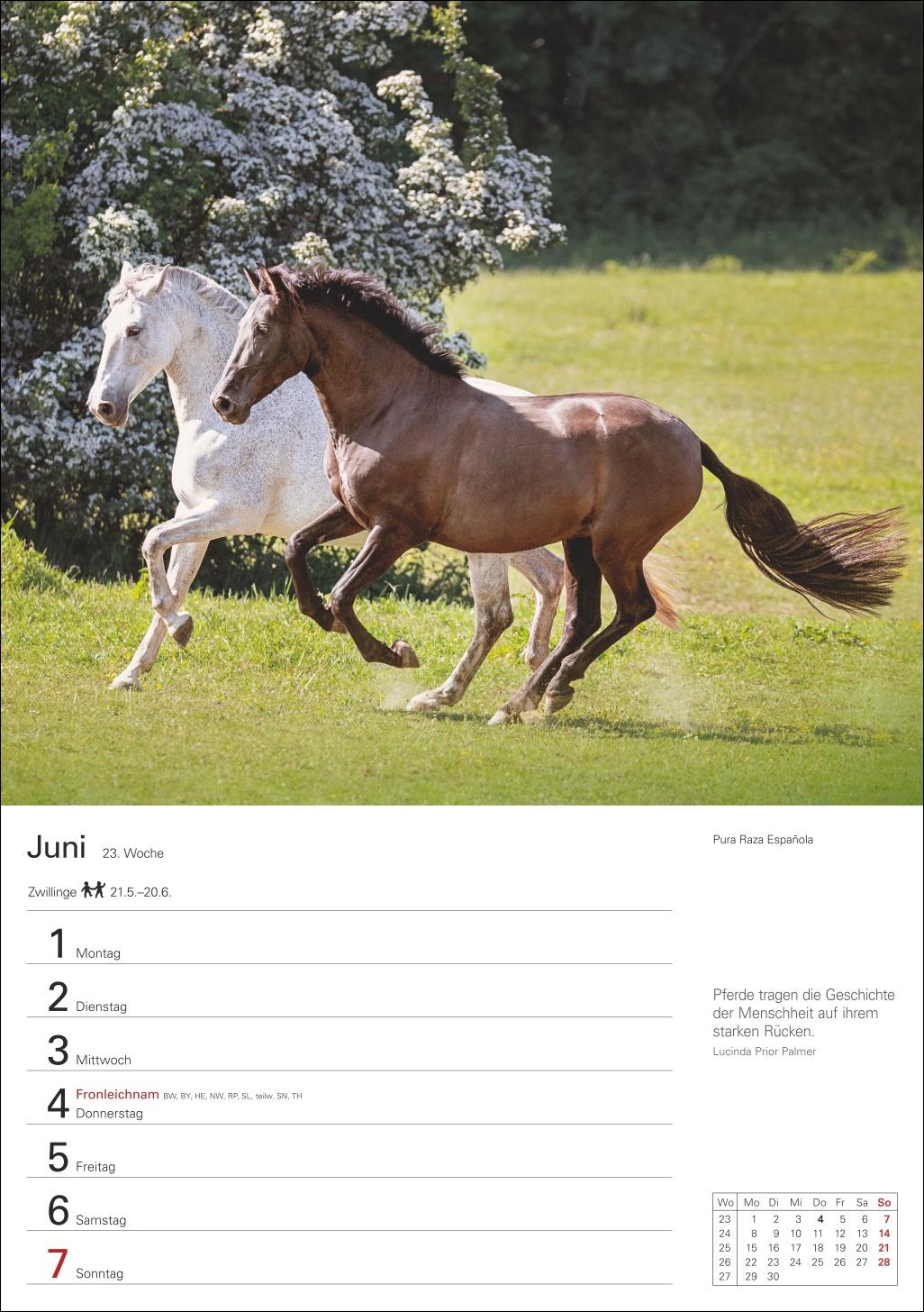 Beispielinhalt (Bild) Pferde Wochenplaner 2026 - 53 faszinierende Fotografien