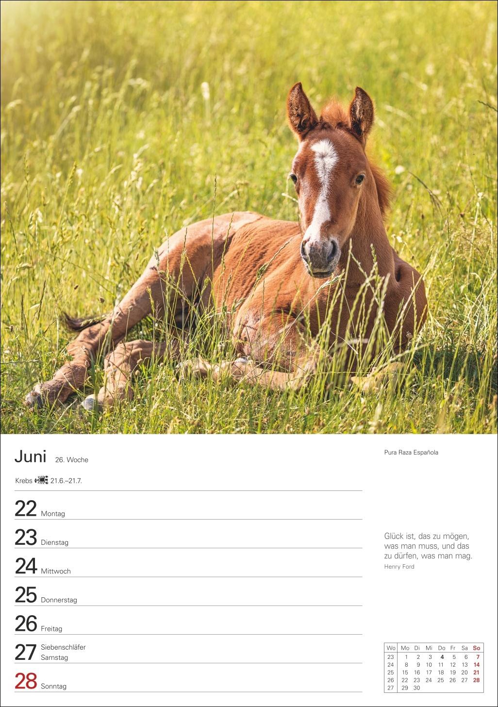 Beispielinhalt (Bild) Pferde Wochenplaner 2026 - 53 faszinierende Fotografien