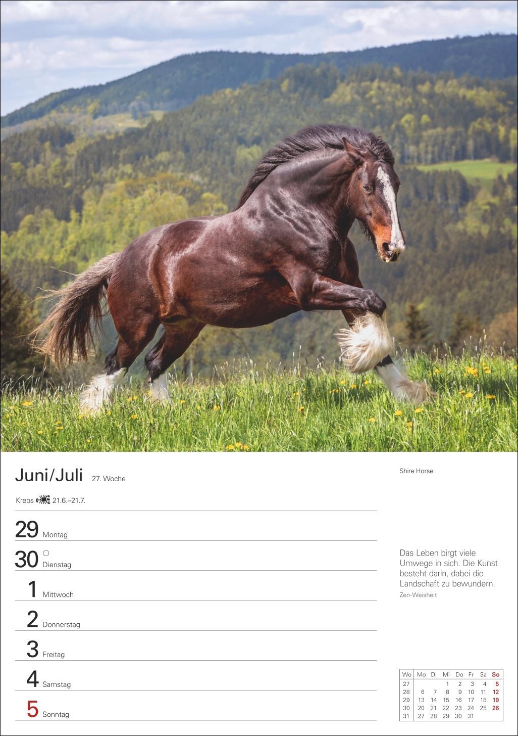 Beispielinhalt (Bild) Pferde Wochenplaner 2026 - 53 faszinierende Fotografien