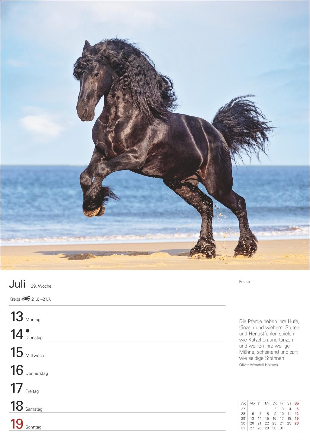 Beispielinhalt (Bild) Pferde Wochenplaner 2026 - 53 faszinierende Fotografien