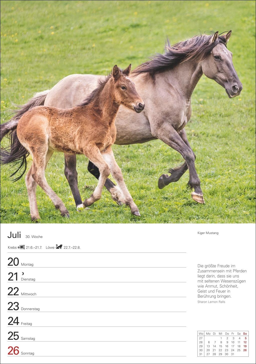 Beispielinhalt (Bild) Pferde Wochenplaner 2026 - 53 faszinierende Fotografien