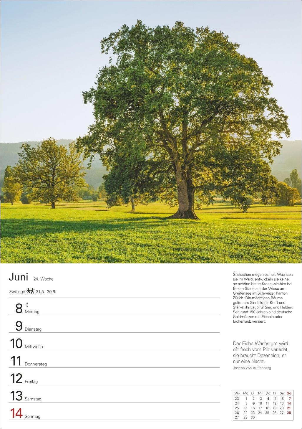 Beispielinhalt (Bild) Bäume Wochenplaner 2026 - 53 stimmungsvolle Fotografien