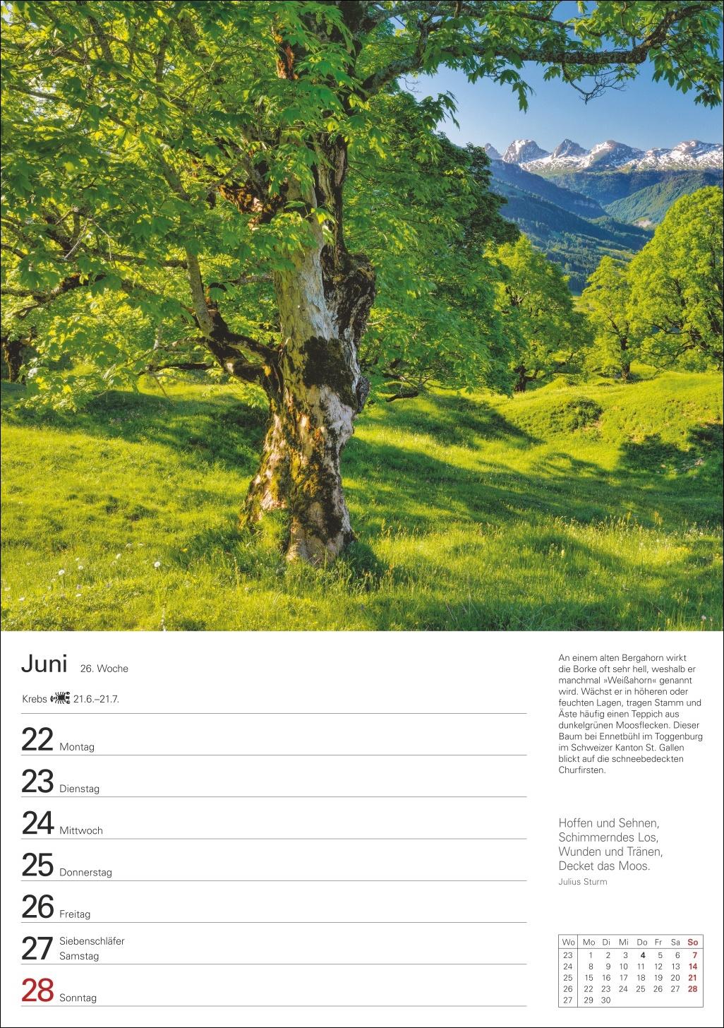 Beispielinhalt (Bild) Bäume Wochenplaner 2026 - 53 stimmungsvolle Fotografien