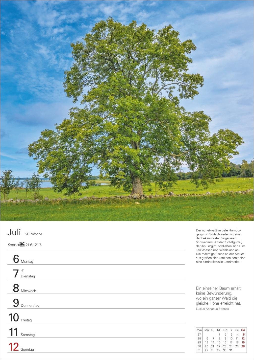Beispielinhalt (Bild) Bäume Wochenplaner 2026 - 53 stimmungsvolle Fotografien