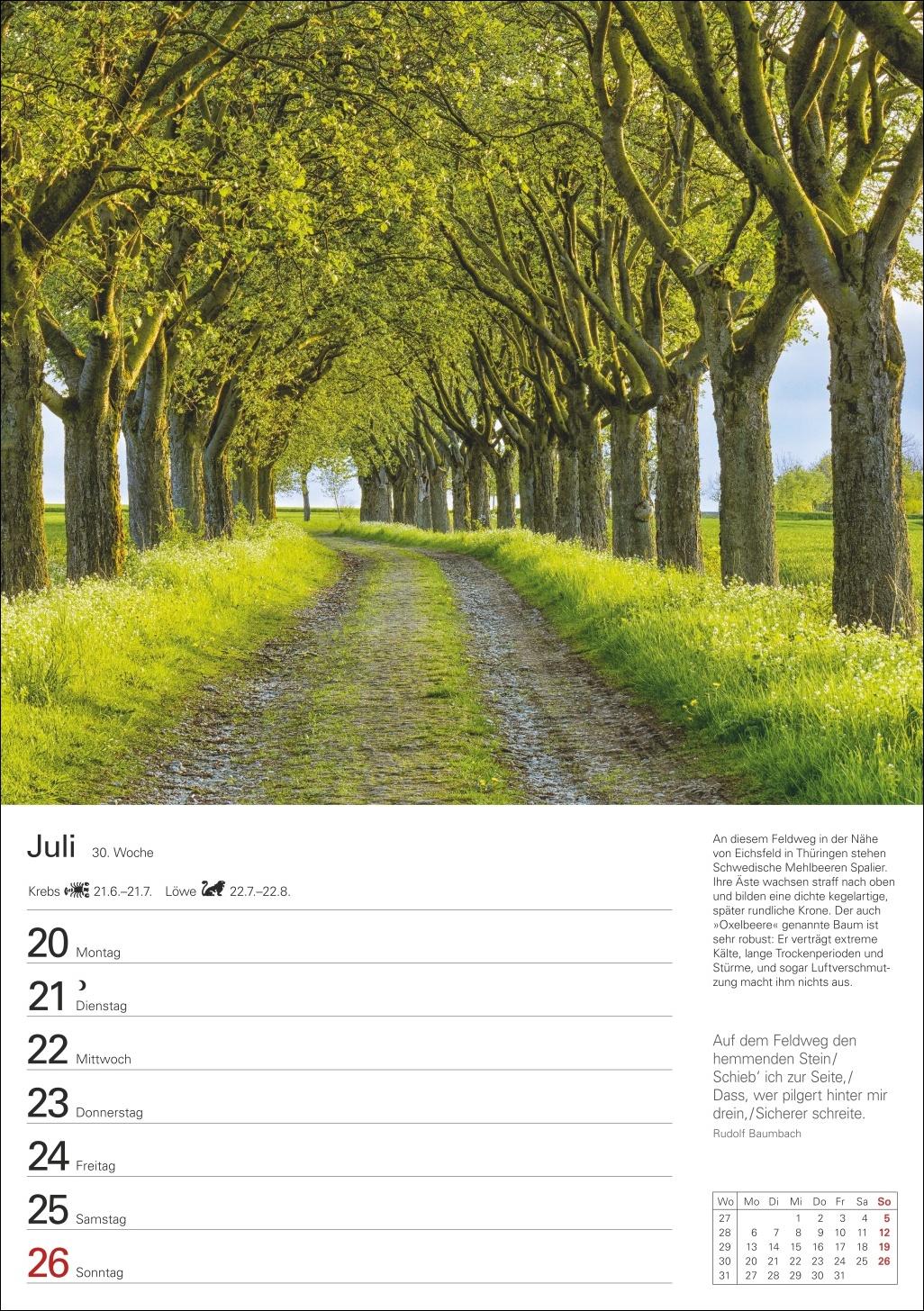 Beispielinhalt (Bild) Bäume Wochenplaner 2026 - 53 stimmungsvolle Fotografien