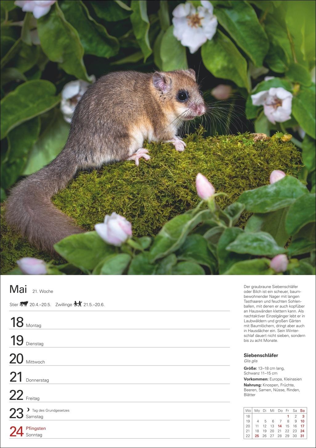 Beispielinhalt (Bild) Heimische Tiere Wochenplaner 2026 - 53 faszinierende Fotografien