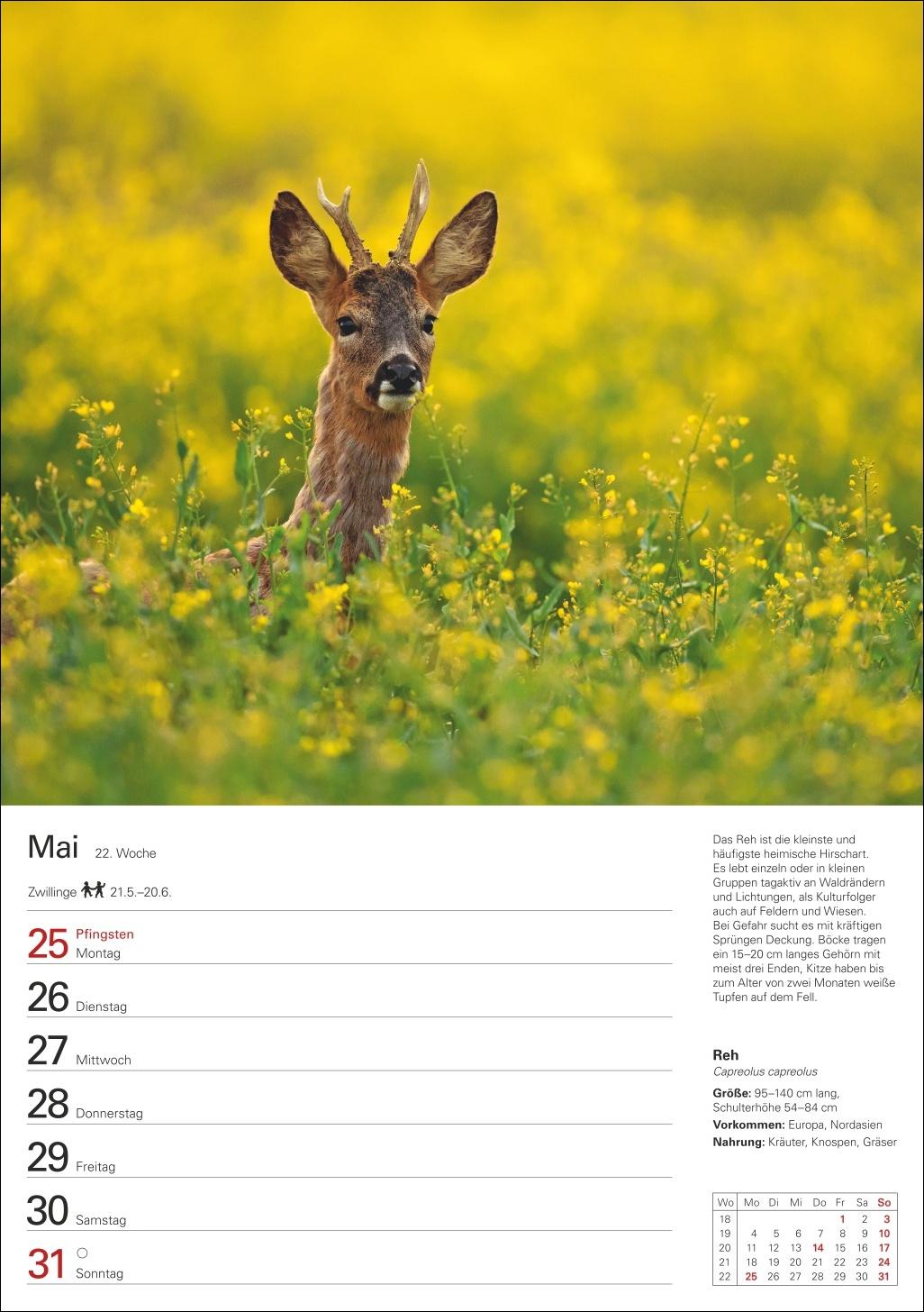 Beispielinhalt (Bild) Heimische Tiere Wochenplaner 2026 - 53 faszinierende Fotografien