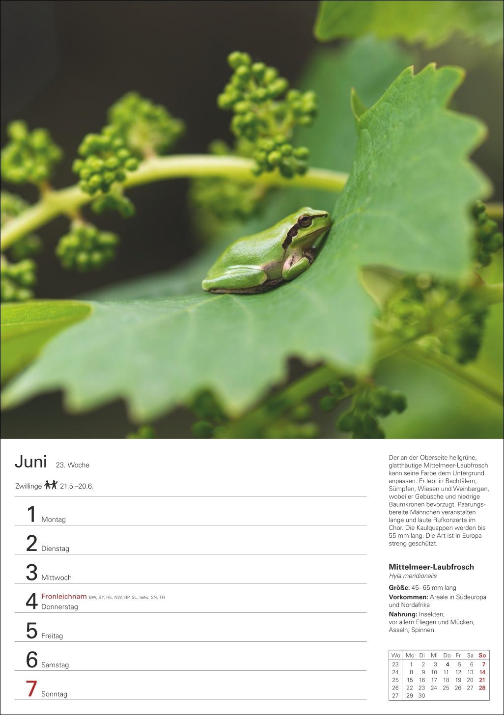 Beispielinhalt (Bild) Heimische Tiere Wochenplaner 2026 - 53 faszinierende Fotografien