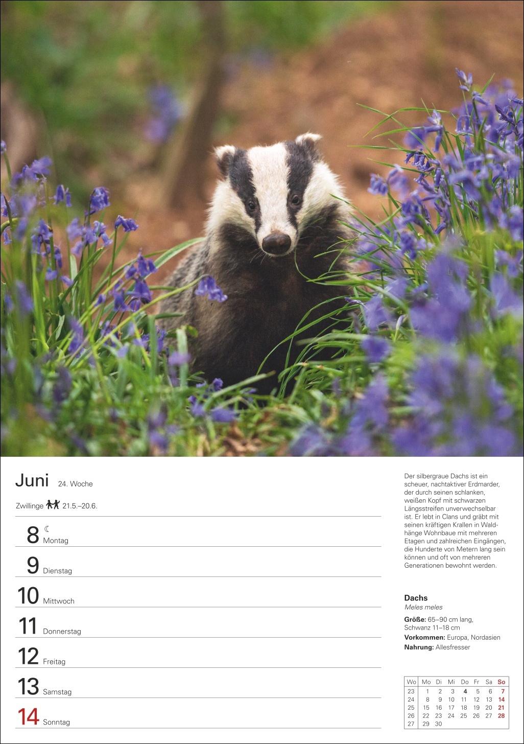 Beispielinhalt (Bild) Heimische Tiere Wochenplaner 2026 - 53 faszinierende Fotografien