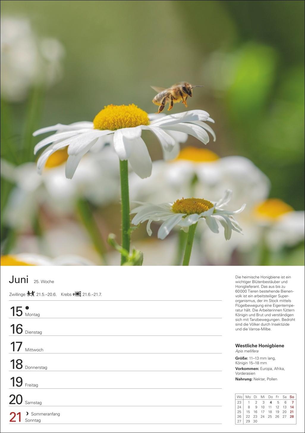 Beispielinhalt (Bild) Heimische Tiere Wochenplaner 2026 - 53 faszinierende Fotografien