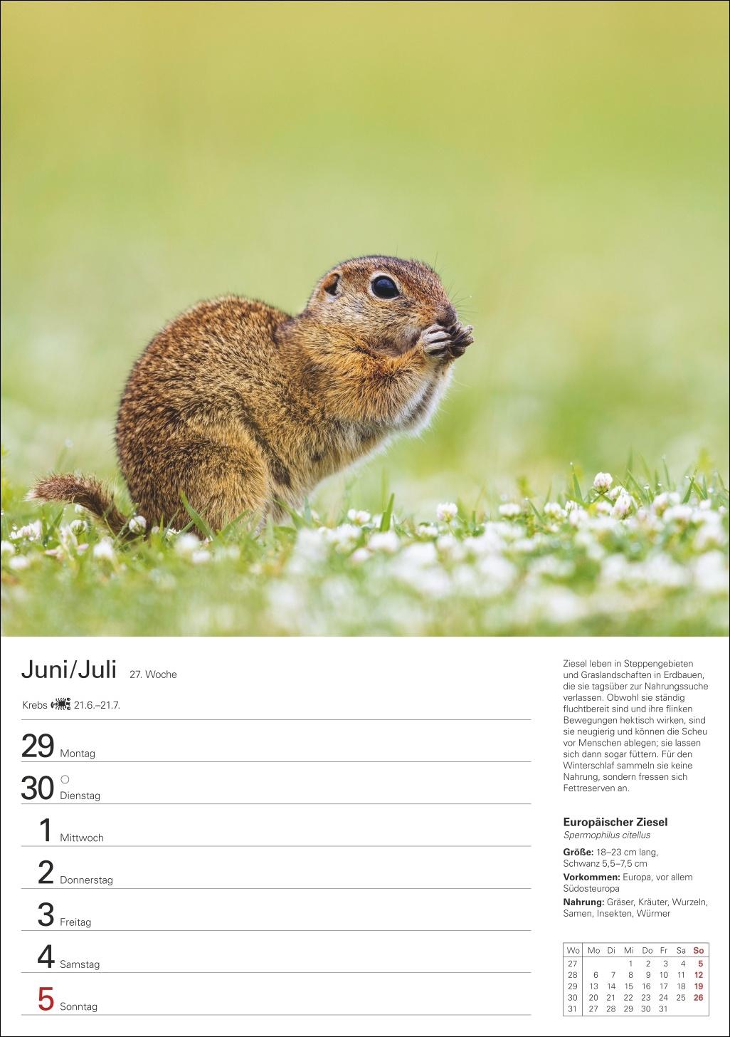 Beispielinhalt (Bild) Heimische Tiere Wochenplaner 2026 - 53 faszinierende Fotografien
