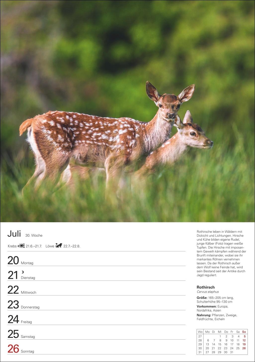 Beispielinhalt (Bild) Heimische Tiere Wochenplaner 2026 - 53 faszinierende Fotografien
