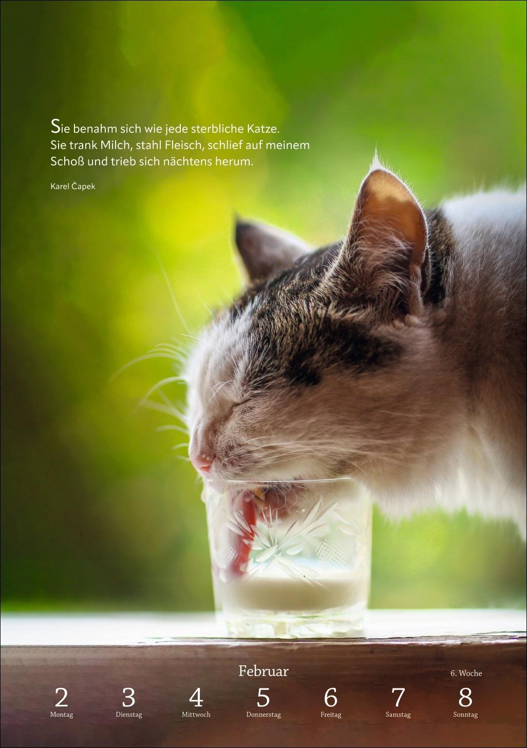 Beispielinhalt (Bild) Literaturkalender Katzen Wochen-Kulturkalender 2026