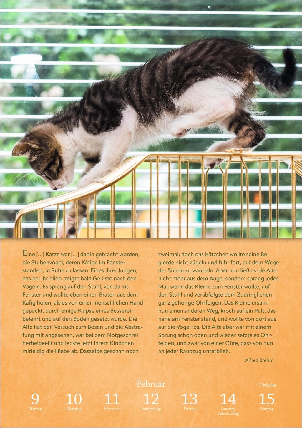 Beispielinhalt (Bild) Literaturkalender Katzen Wochen-Kulturkalender 2026