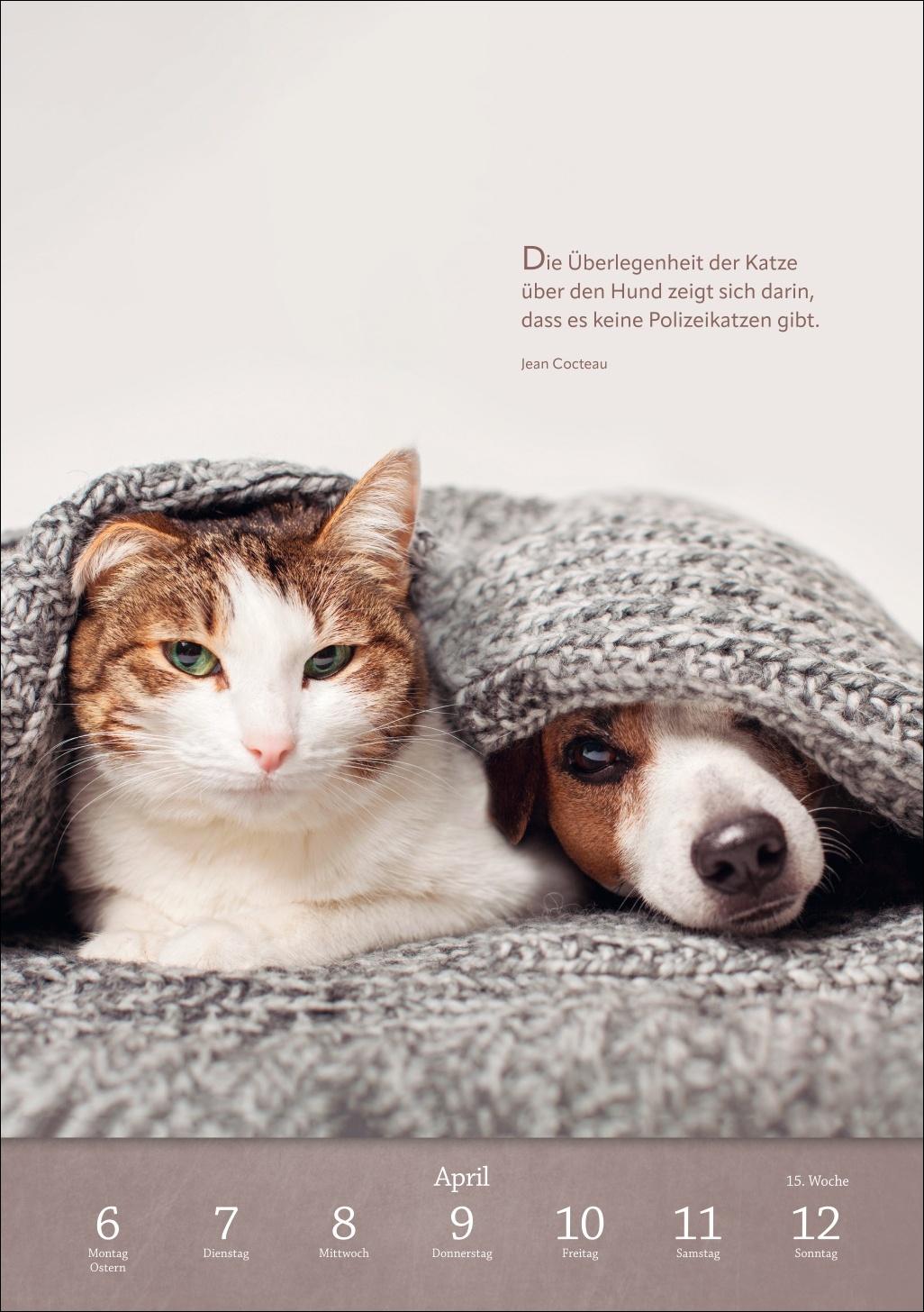 Beispielinhalt (Bild) Literaturkalender Katzen Wochen-Kulturkalender 2026