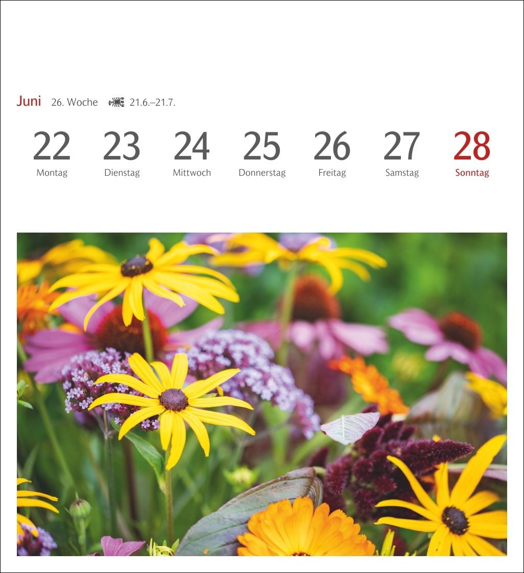 Beispielinhalt (Bild) Blumenpracht Postkartenkalender 2026 - Wochenkalender mit 53 Postkarten