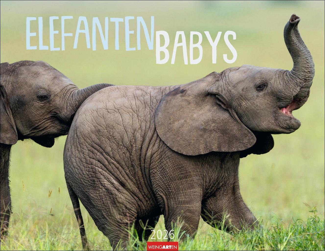 Vorderes Coverbild Elefantenbabys Kalender 2026