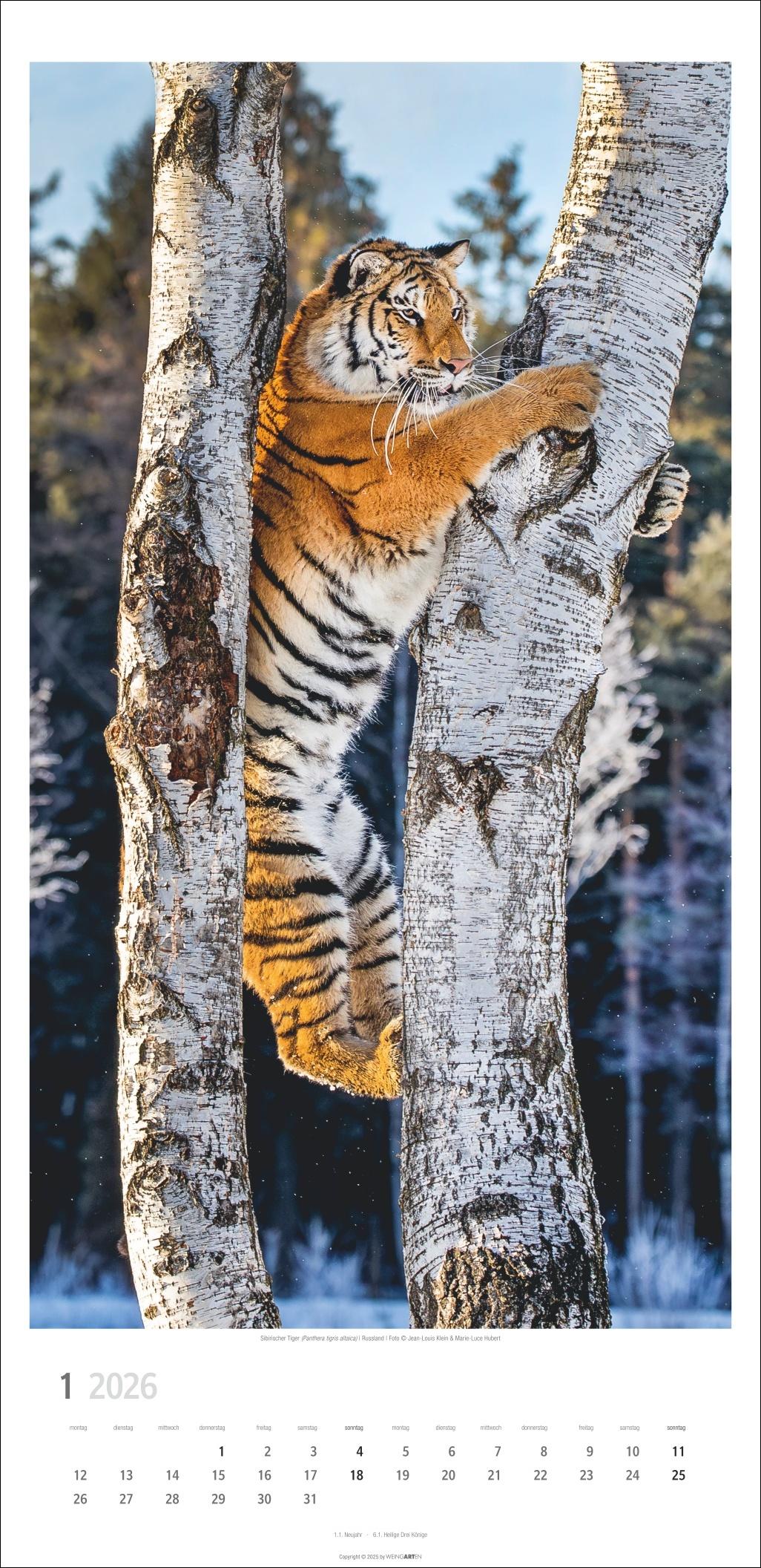 Beispielinhalt (Bild) Big Cats Kalender 2026