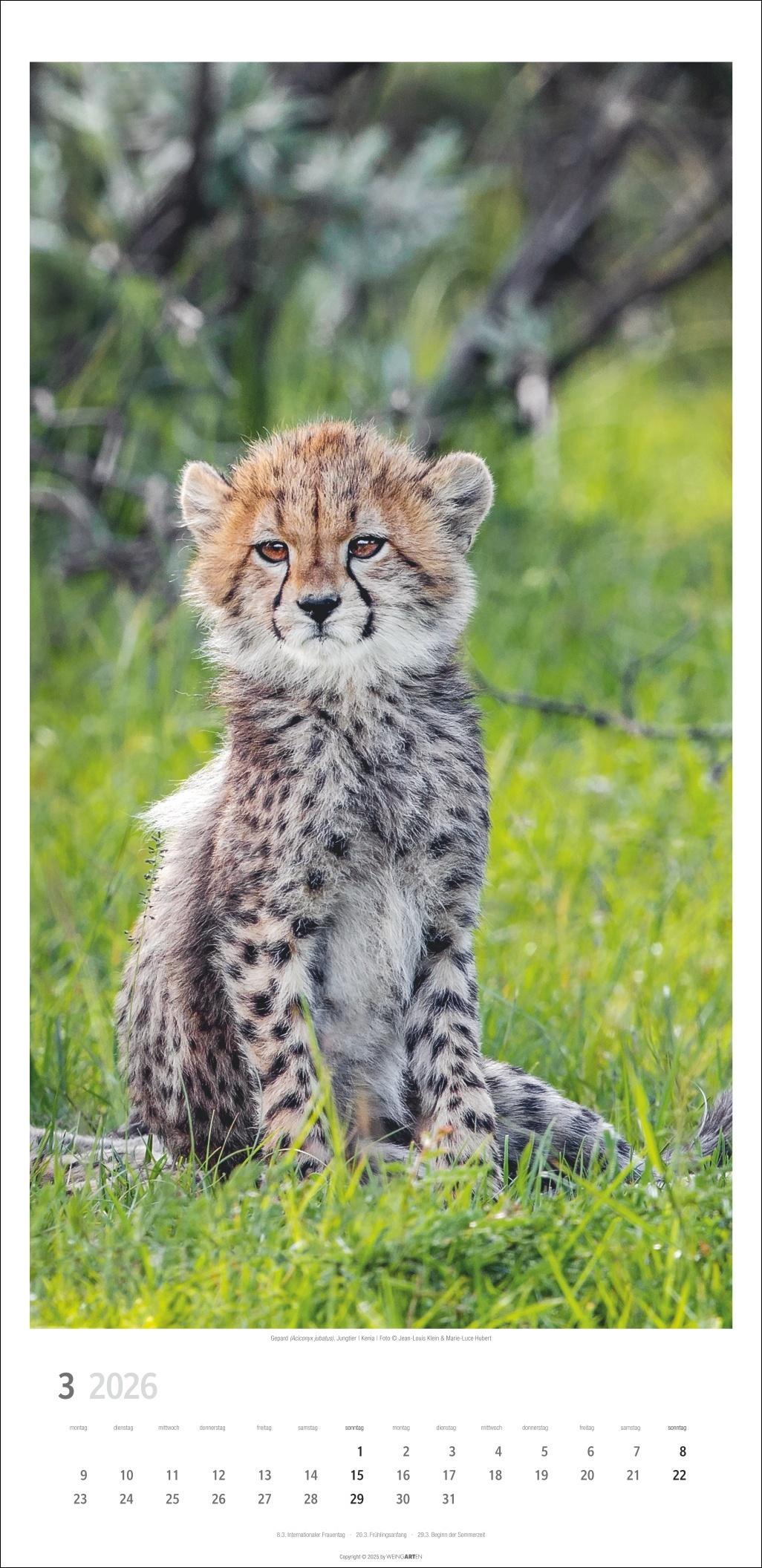Beispielinhalt (Bild) Big Cats Kalender 2026