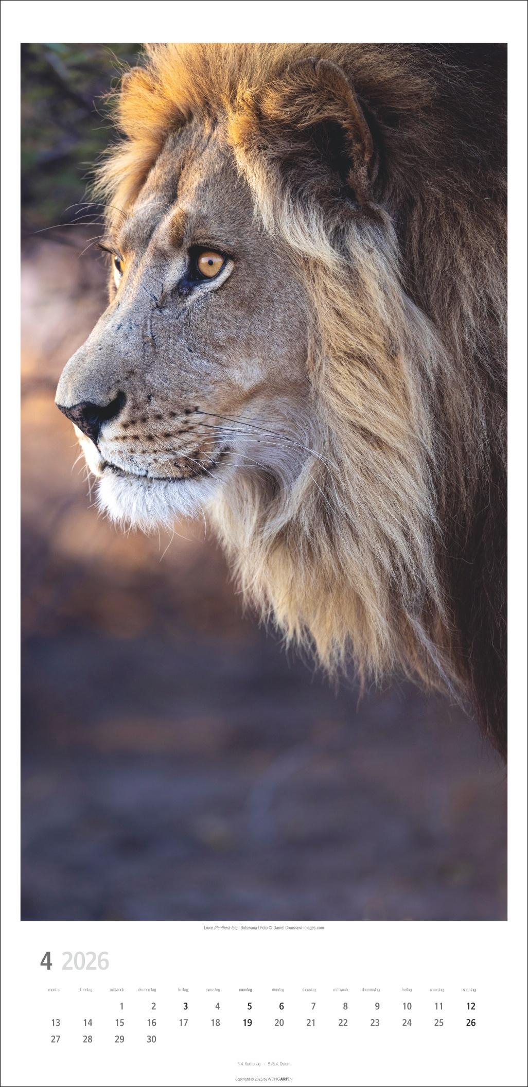 Beispielinhalt (Bild) Big Cats Kalender 2026