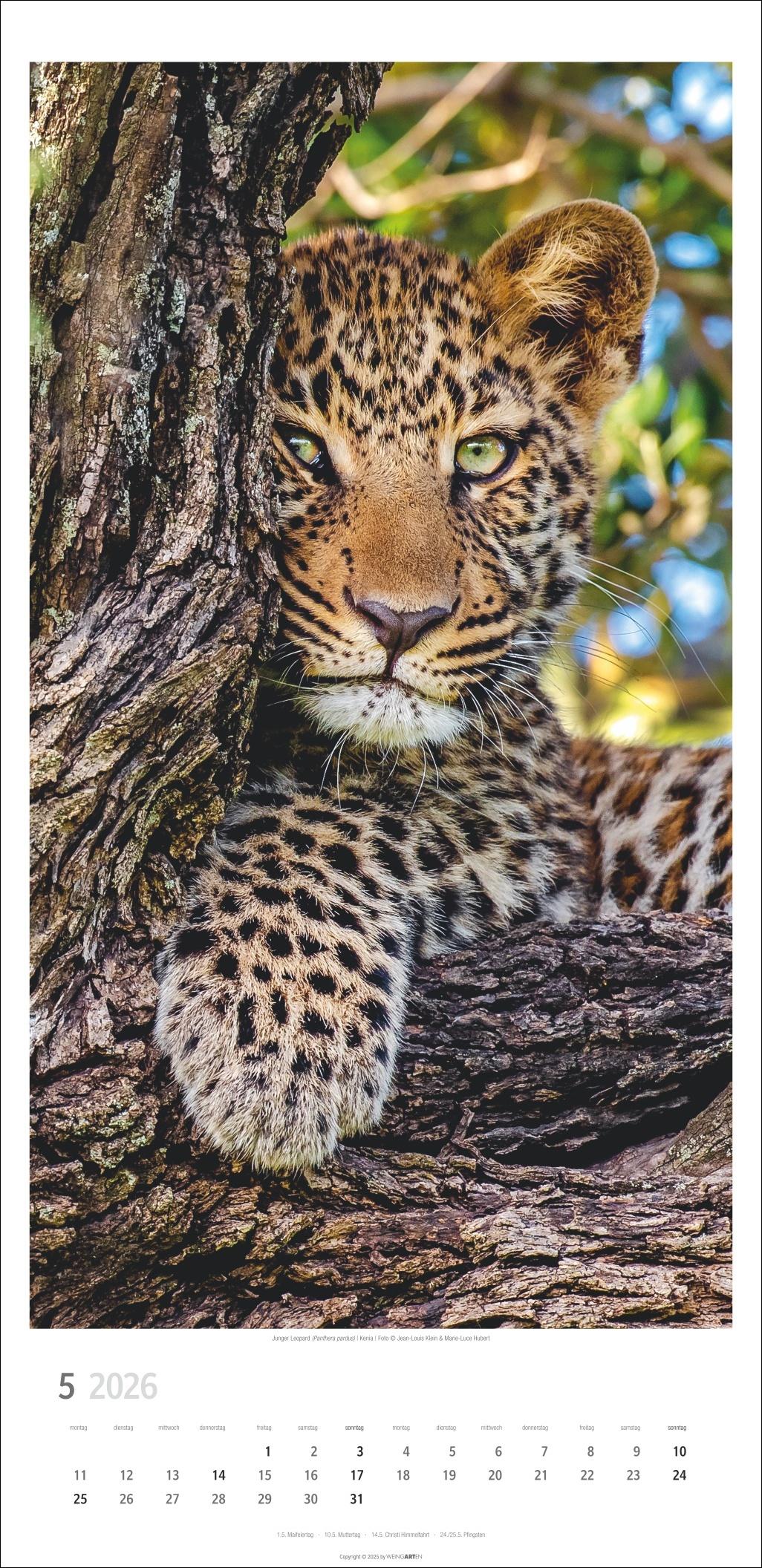 Beispielinhalt (Bild) Big Cats Kalender 2026
