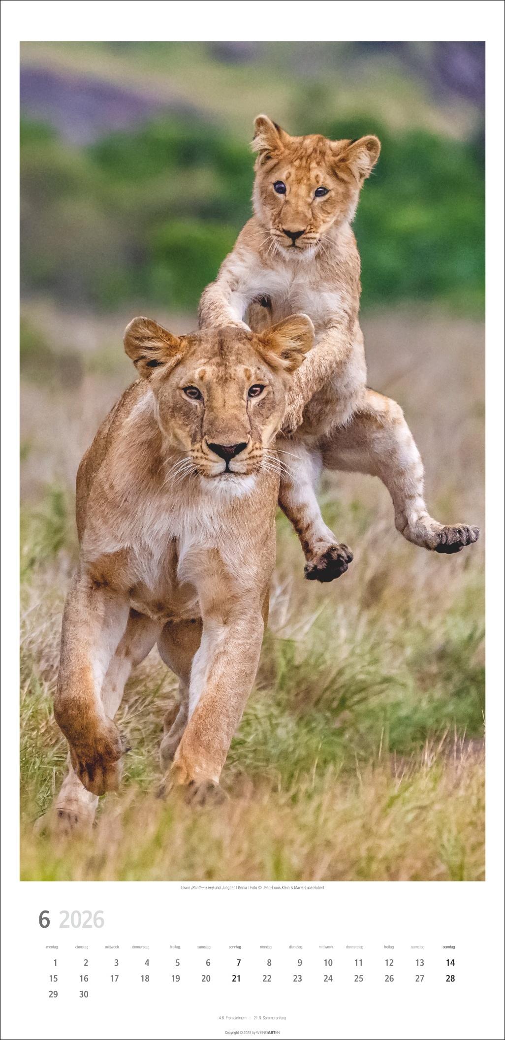 Beispielinhalt (Bild) Big Cats Kalender 2026