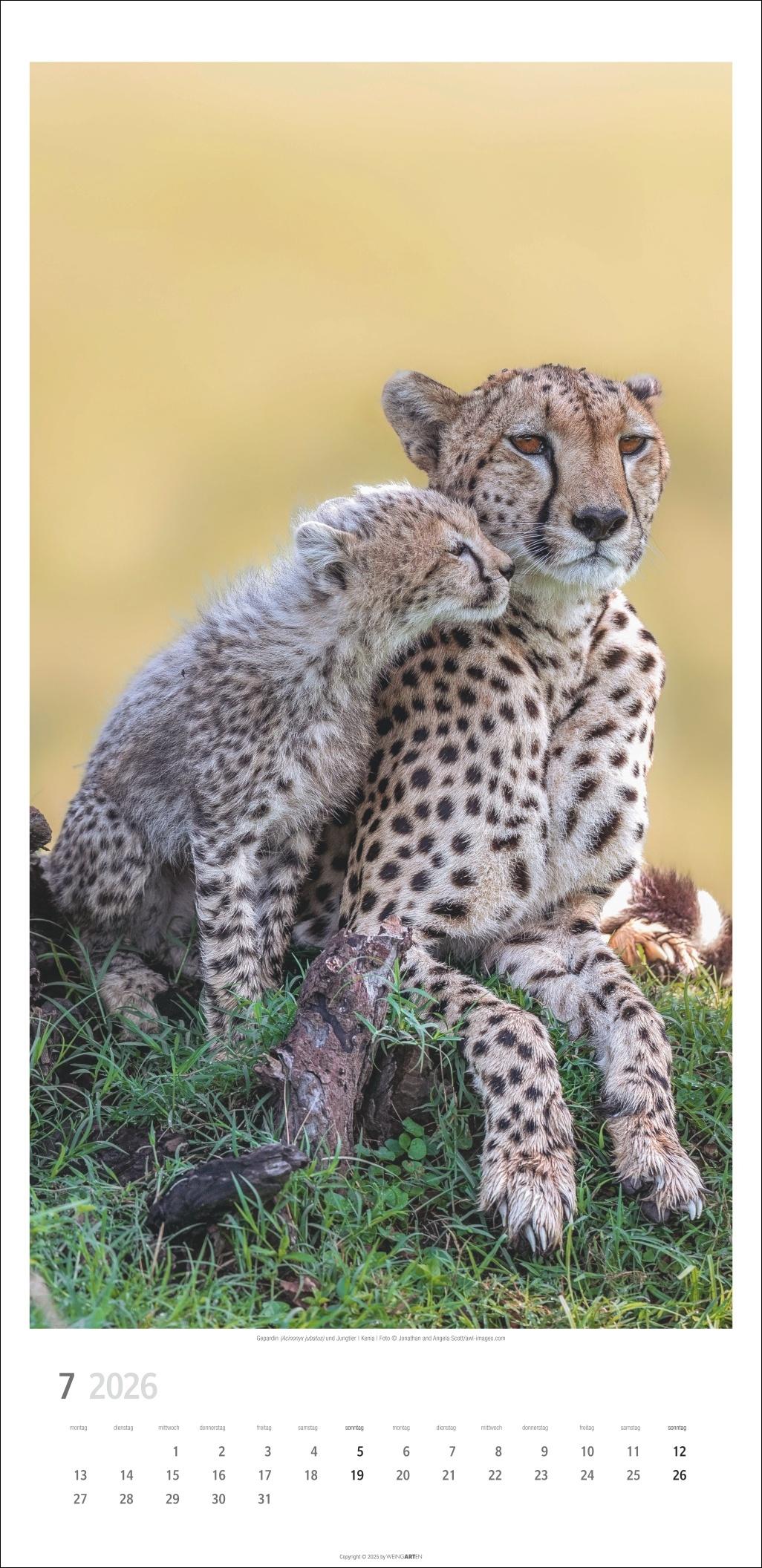 Beispielinhalt (Bild) Big Cats Kalender 2026