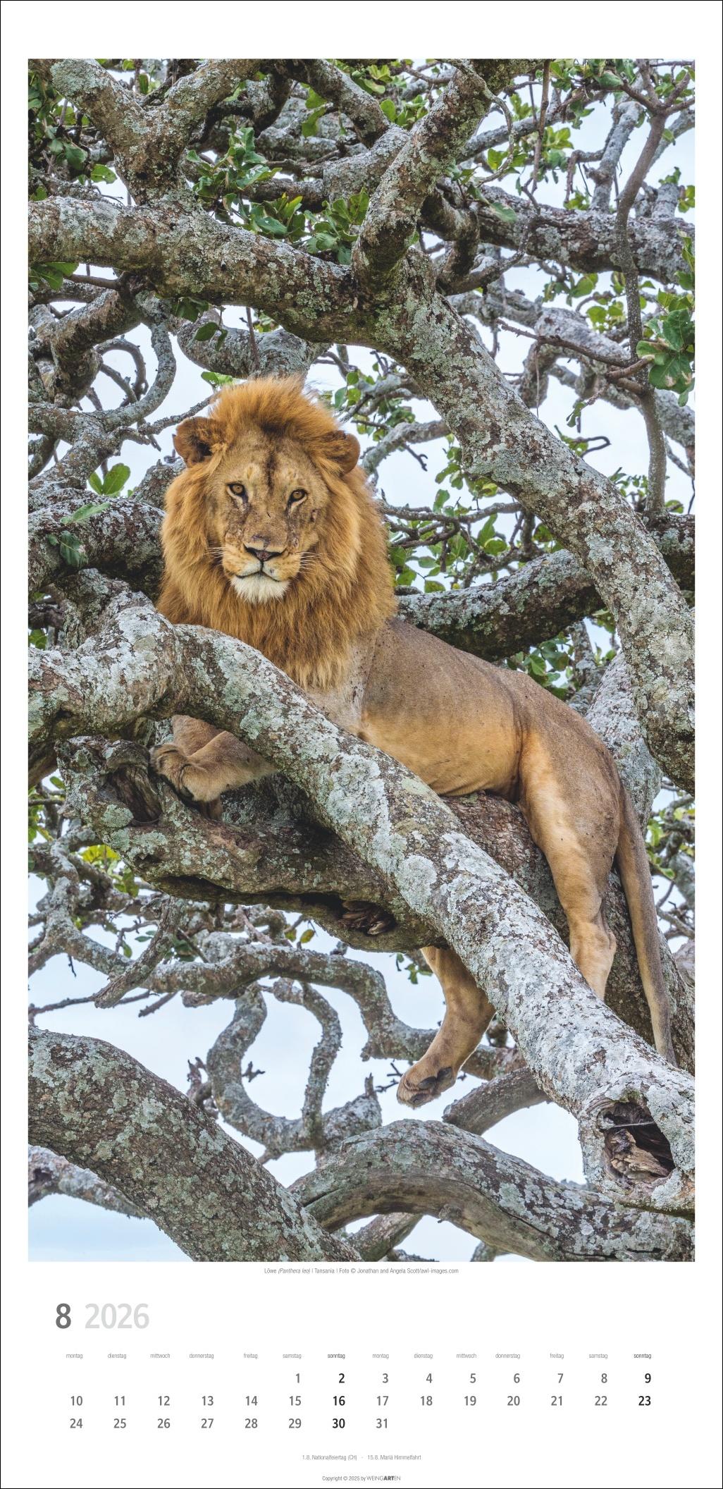 Beispielinhalt (Bild) Big Cats Kalender 2026