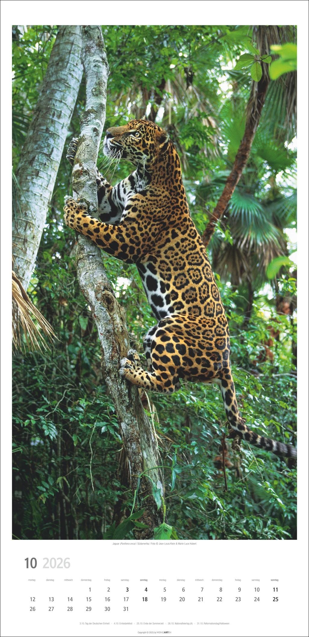 Beispielinhalt (Bild) Big Cats Kalender 2026